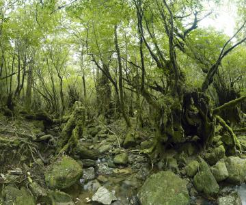 Les forêts sauvages laurent Monlaü