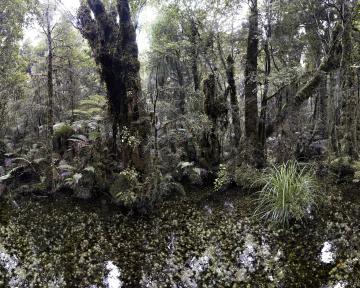 Les forêts sauvages Laurent Monlaü