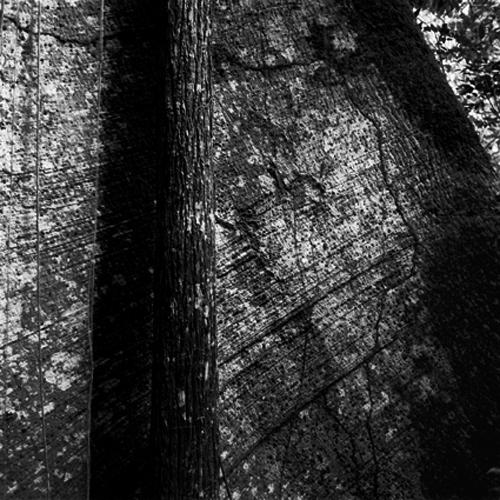 Amazone, un monde en suspens