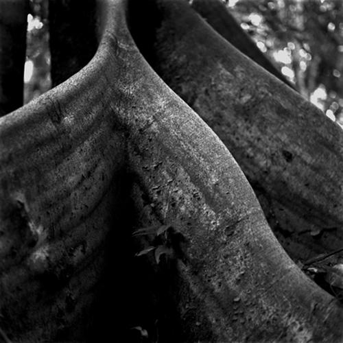 Amazone, un monde en suspens