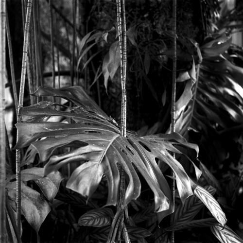 Amazone, un monde en suspens