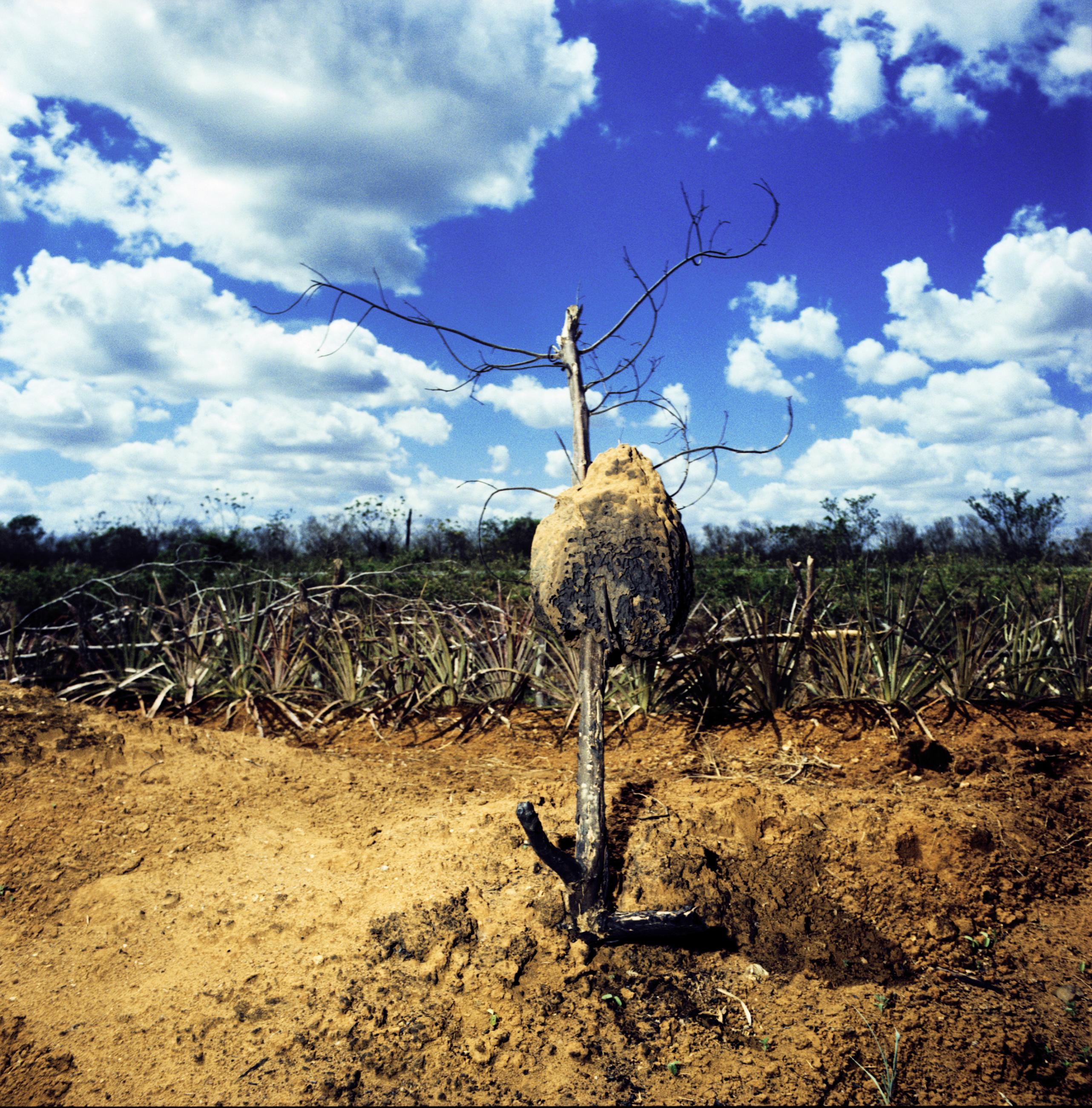 Eden Laurent Monlaü