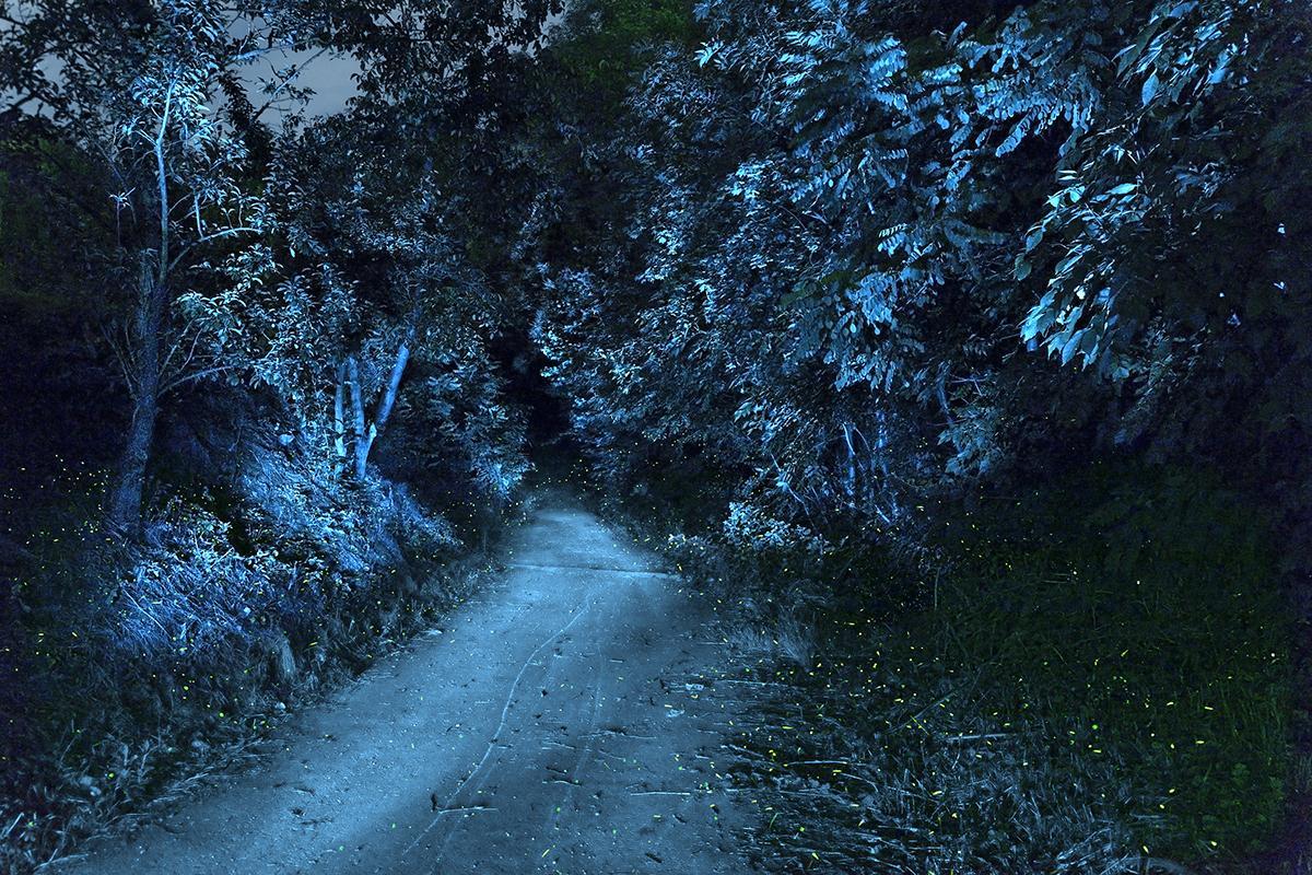 SEMENIAKO_LUCIOLES_007