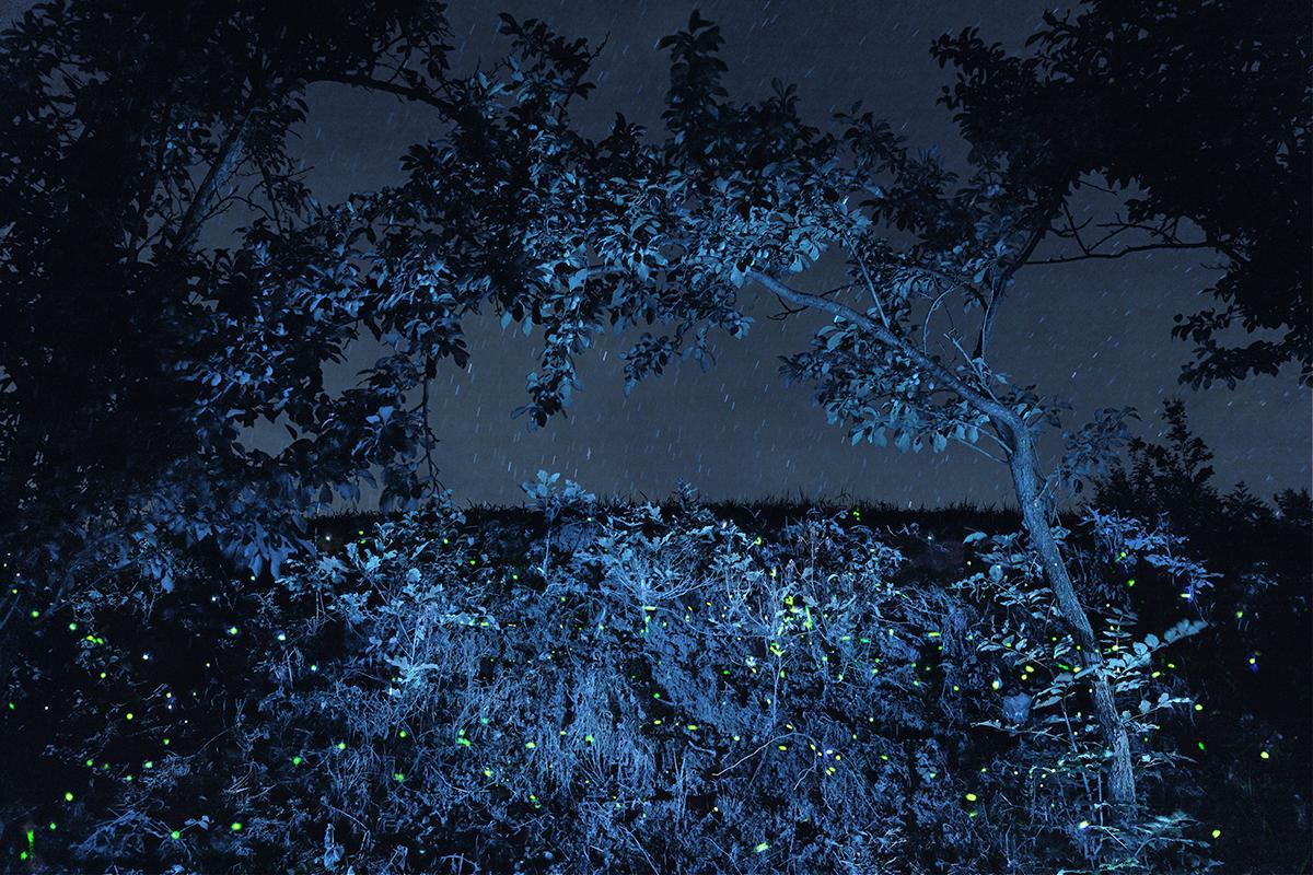 SEMENIAKO_LUCIOLES_008