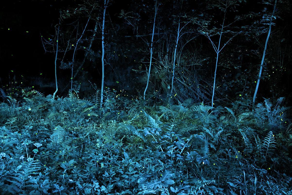 SEMENIAKO_LUCIOLES_009