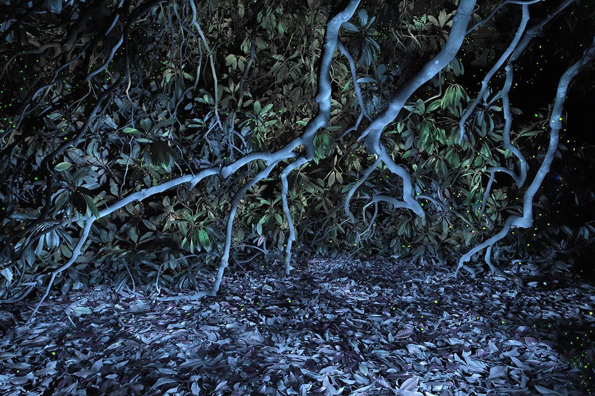 SEMENIAKO_LUCIOLES_014