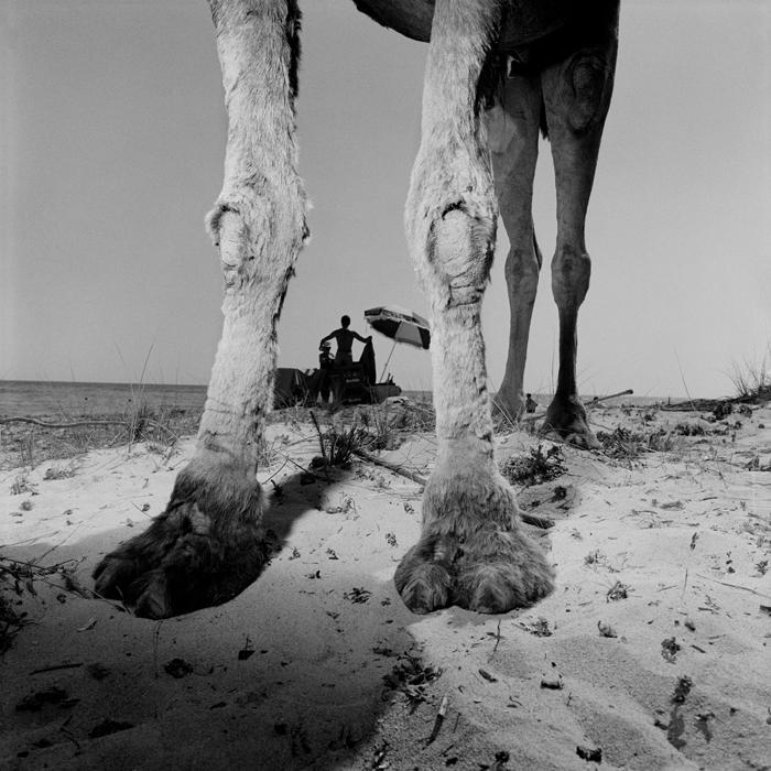 Drôles de zèbres Xavier Lambours