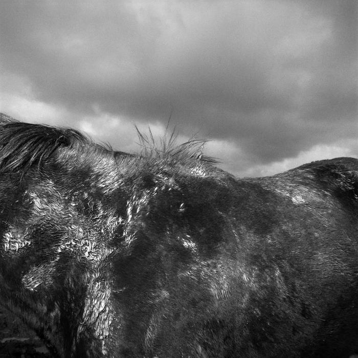 Drôles de zèbres Xavier Lambours