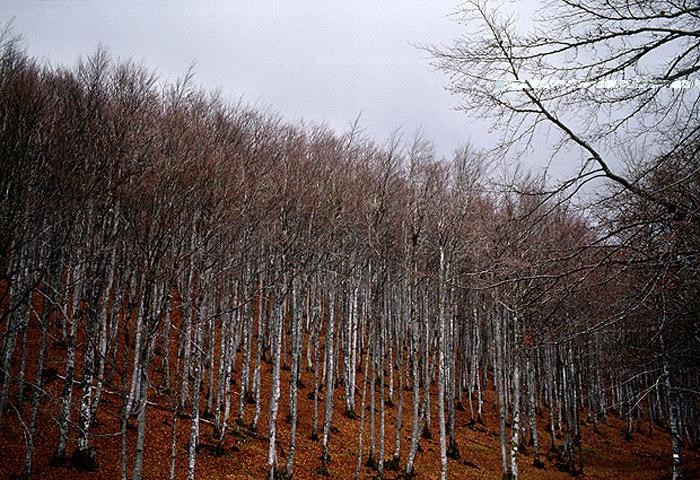 EROME_IRRELEVANCE_003