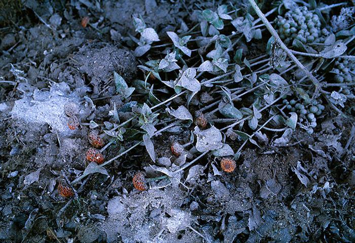 EROME_IRRELEVANCE_006