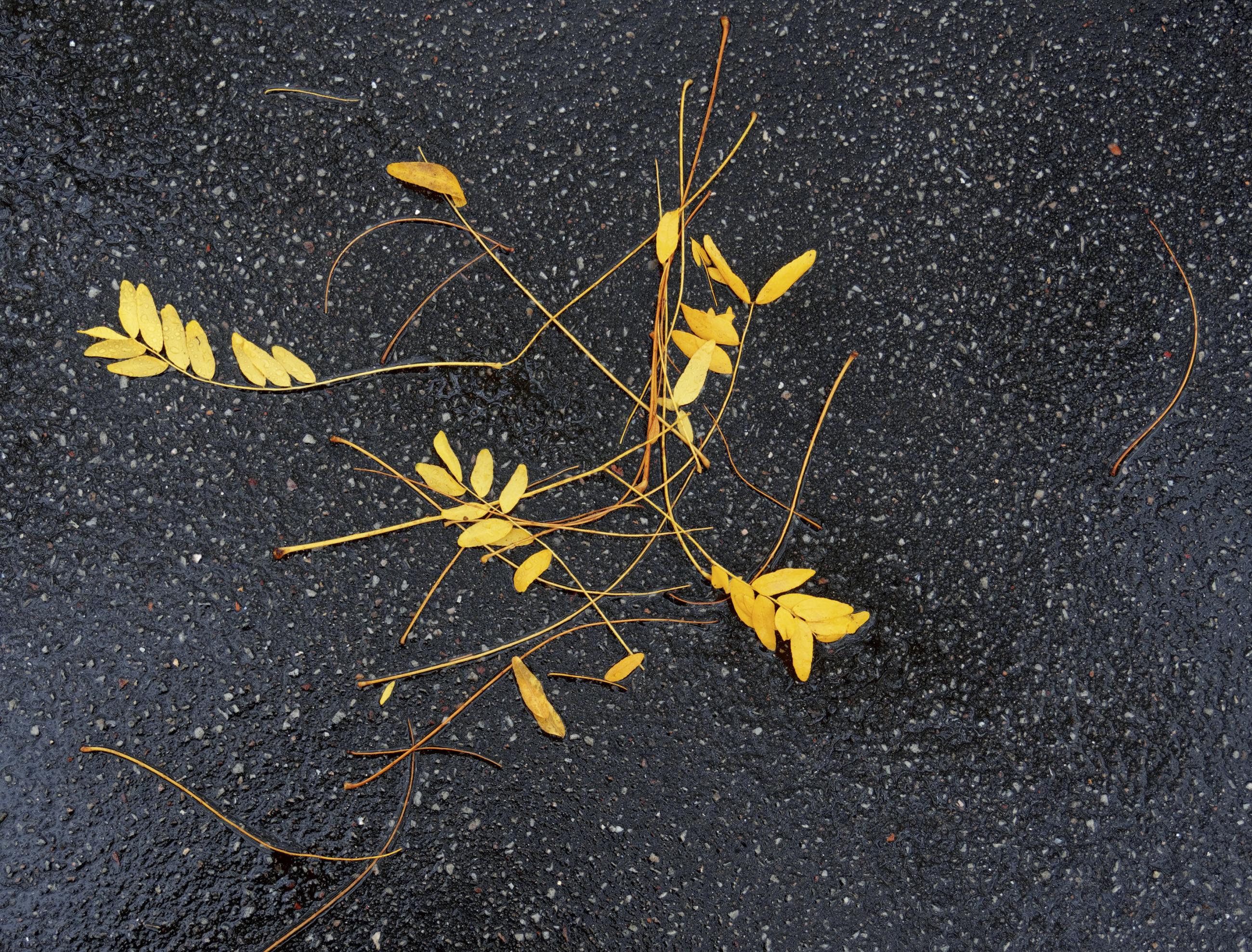 Déambulation dérogatoire Michel Séméniako