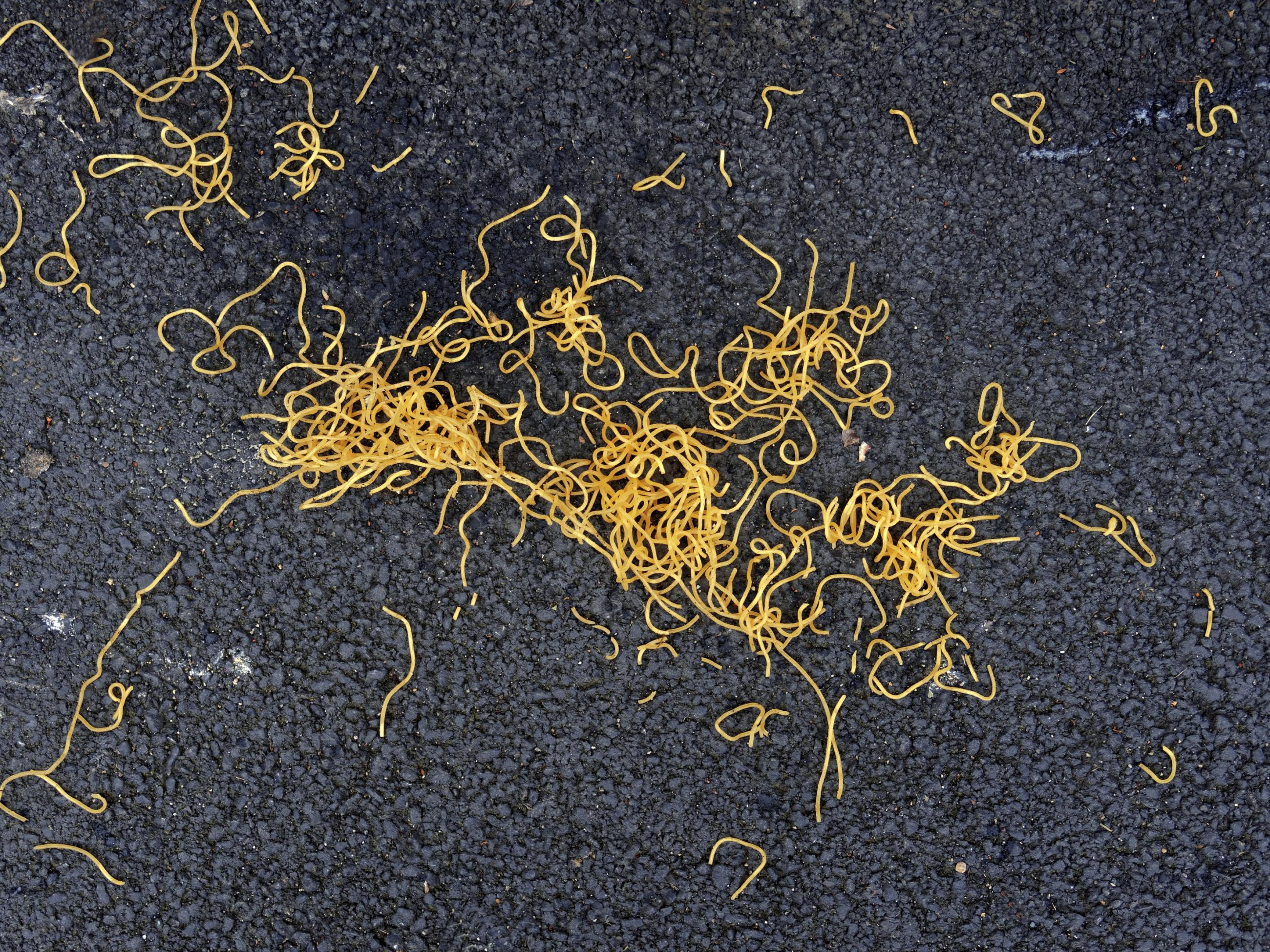 Déambulation dérogatoire Michel Séméniako