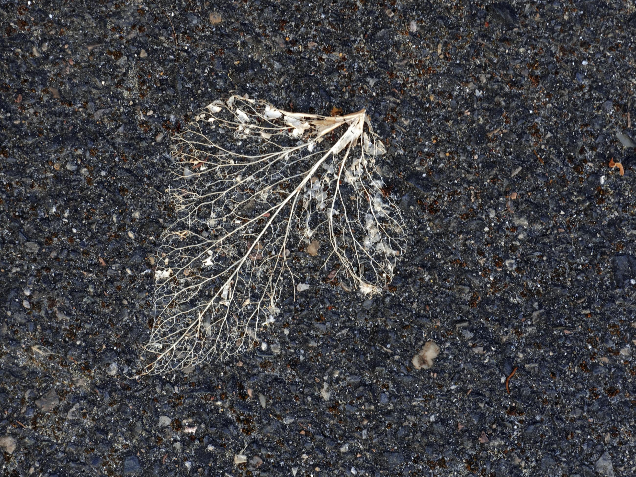 Déambulation dérogatoire Michel Séméniako