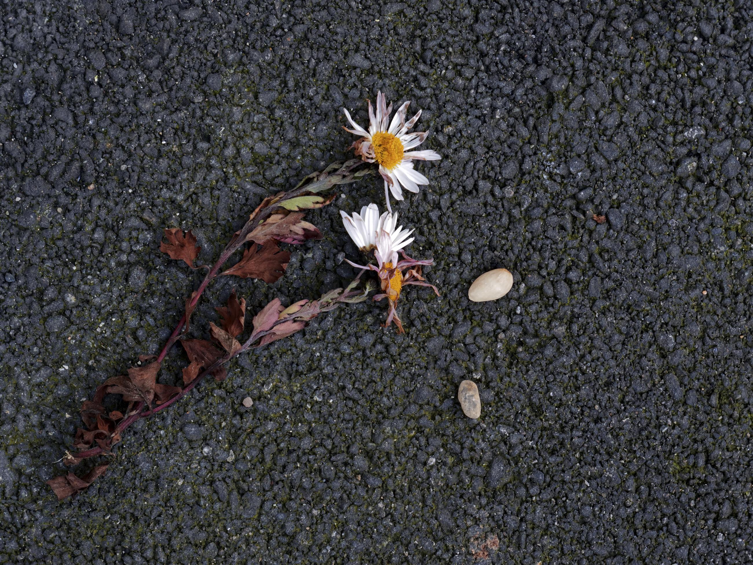 Déambulation dérogatoire Michel Séméniako