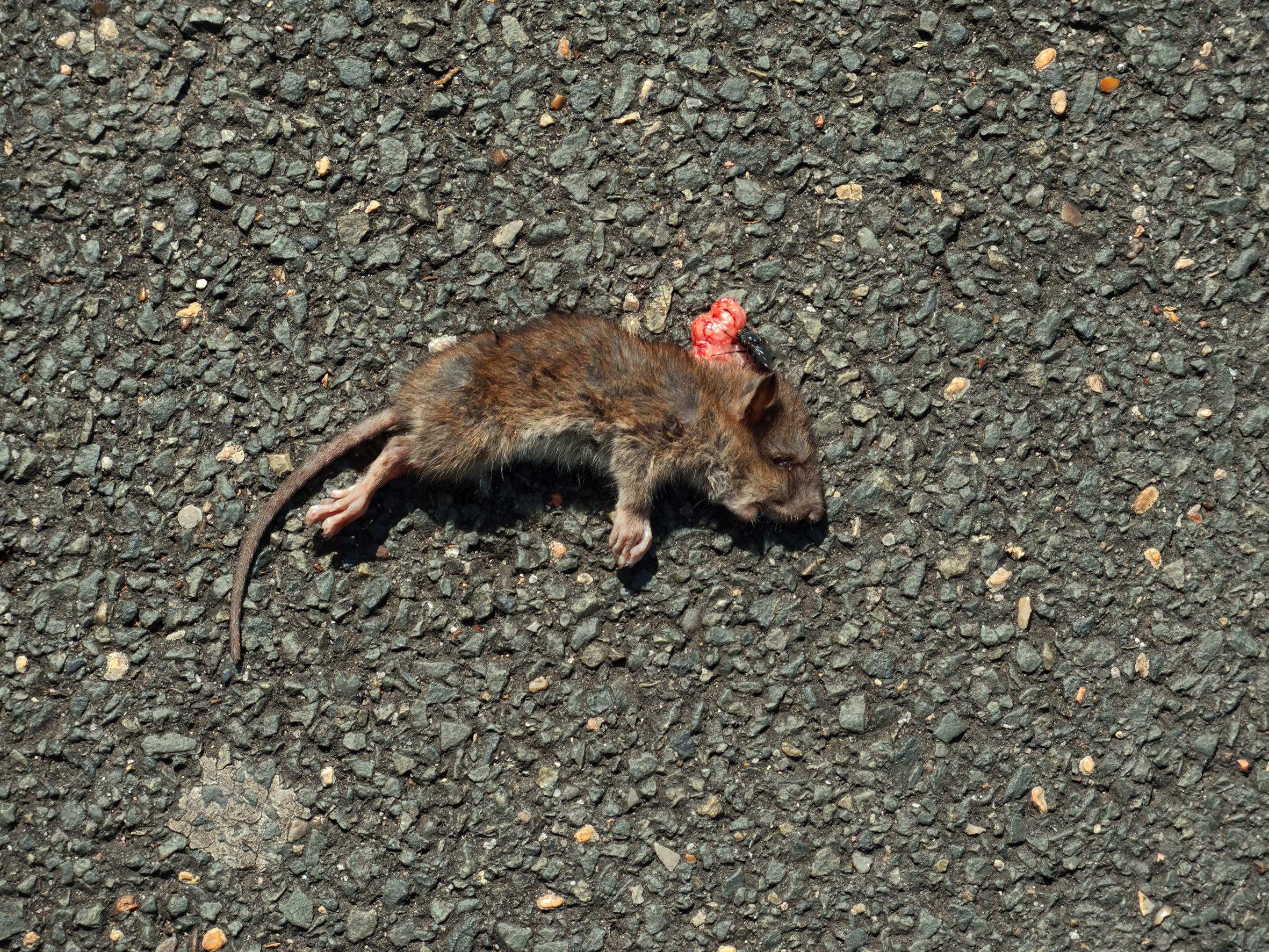 Déambulation dérogatoire Michel Séméniako