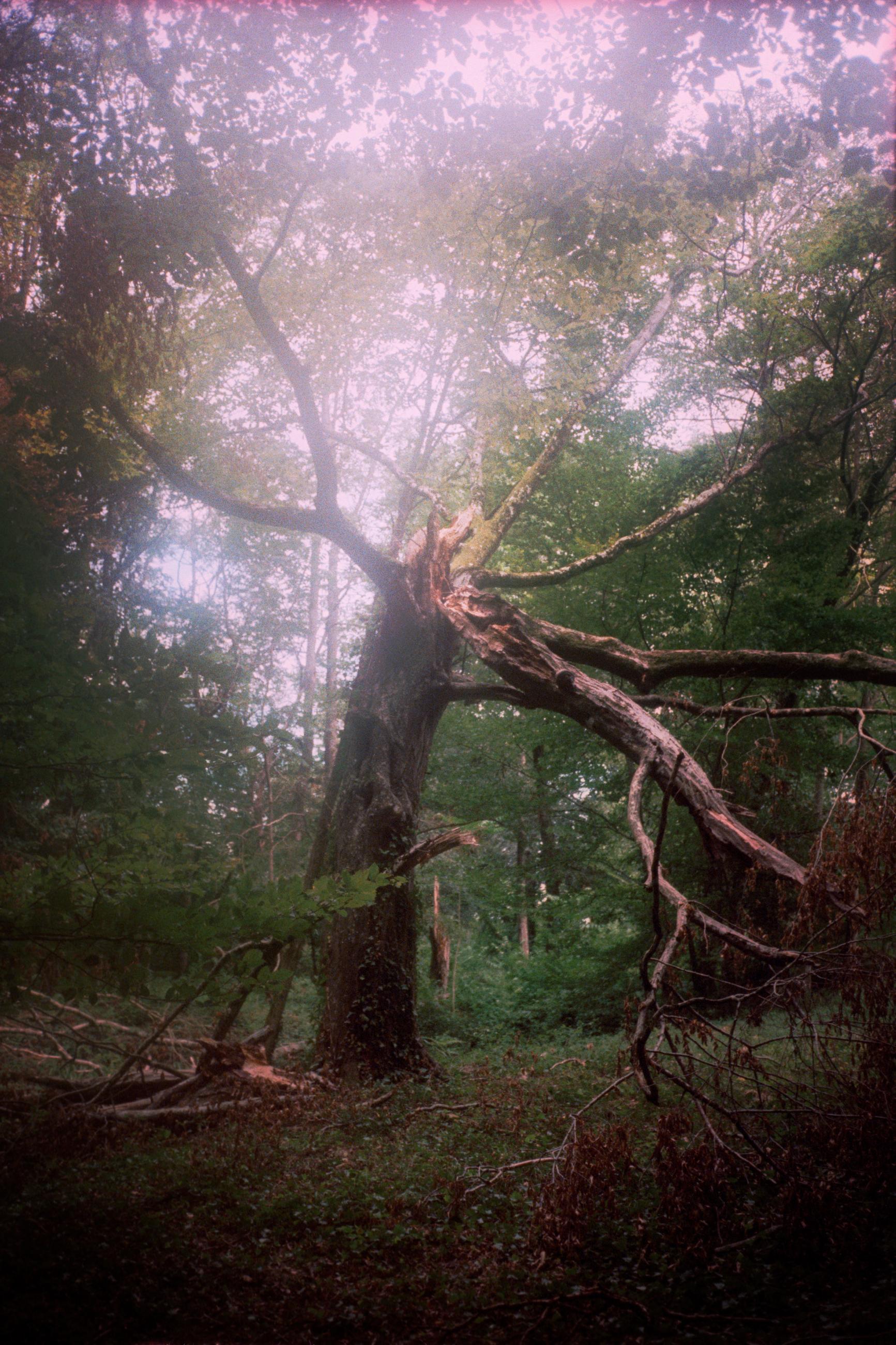 Joséphine - Arno Brignon