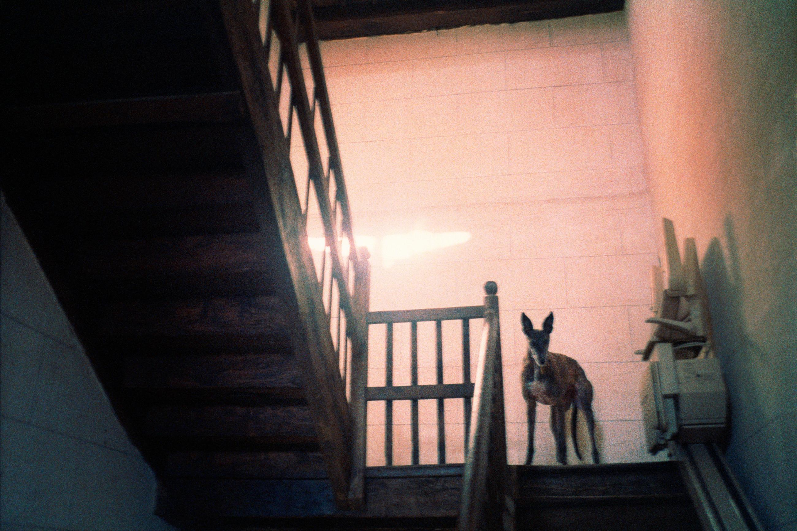 Joséphine - Arno Brignon