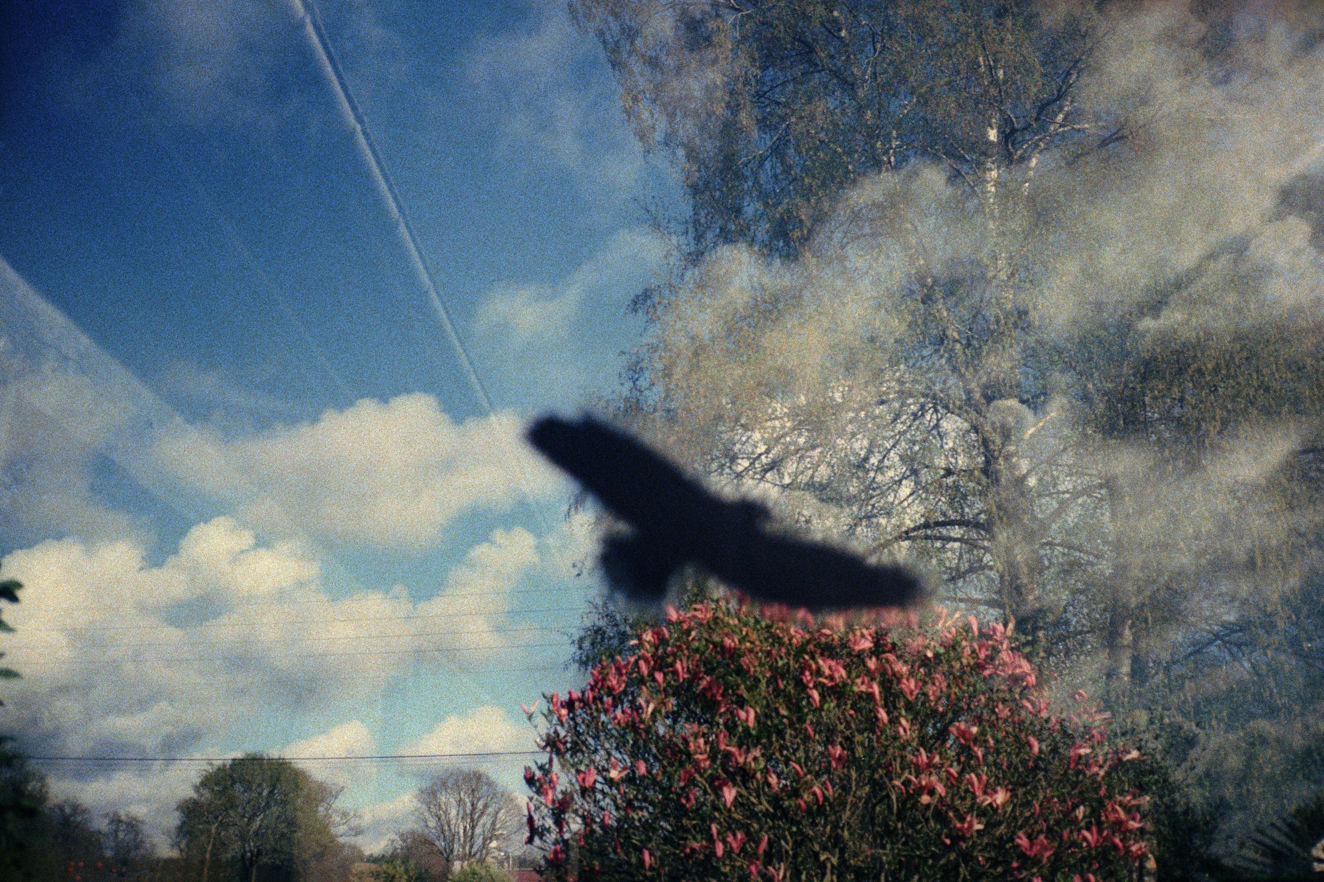 Joséphine - Arno Brignon