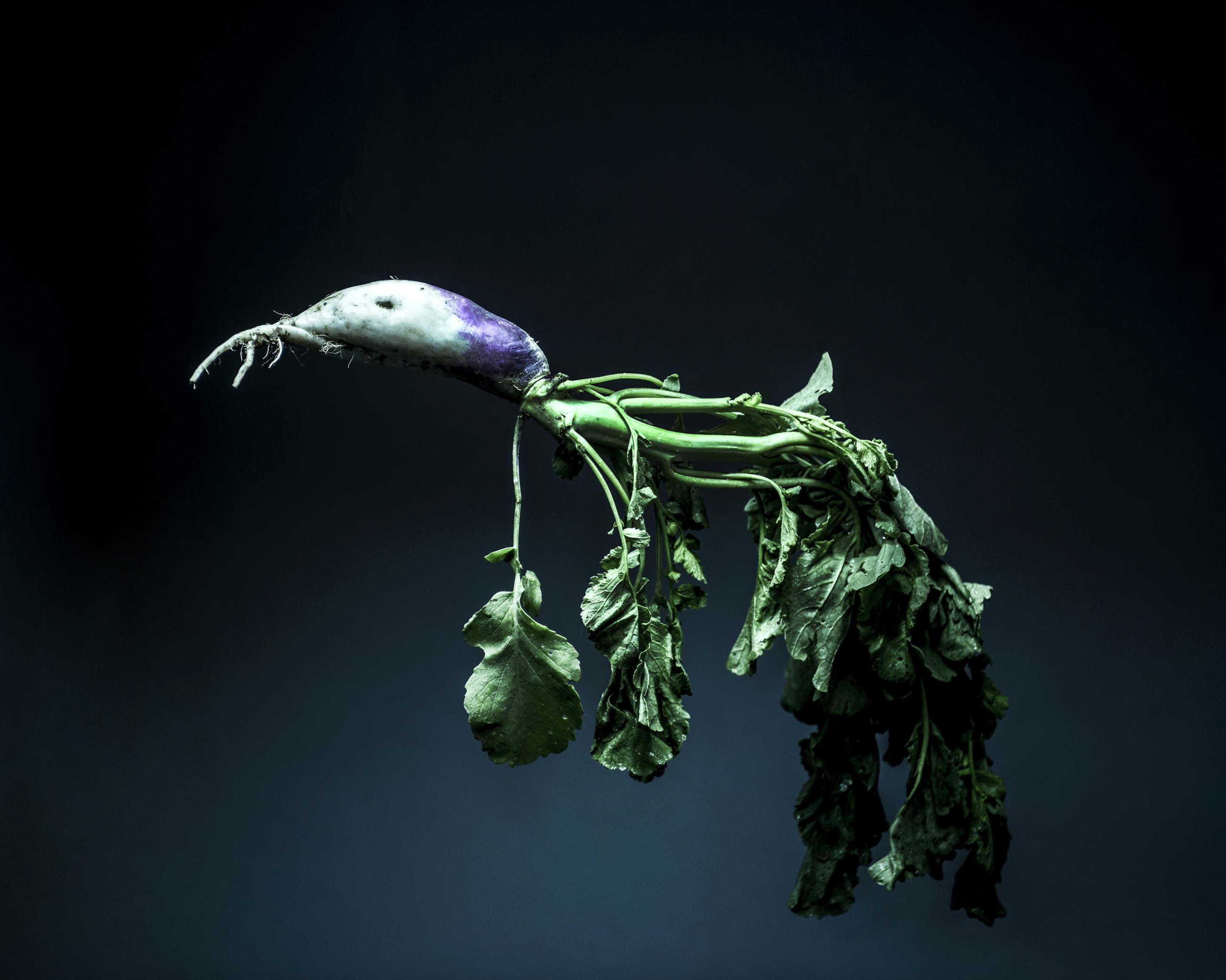 Still Life Joanna Tarlet Gauteur