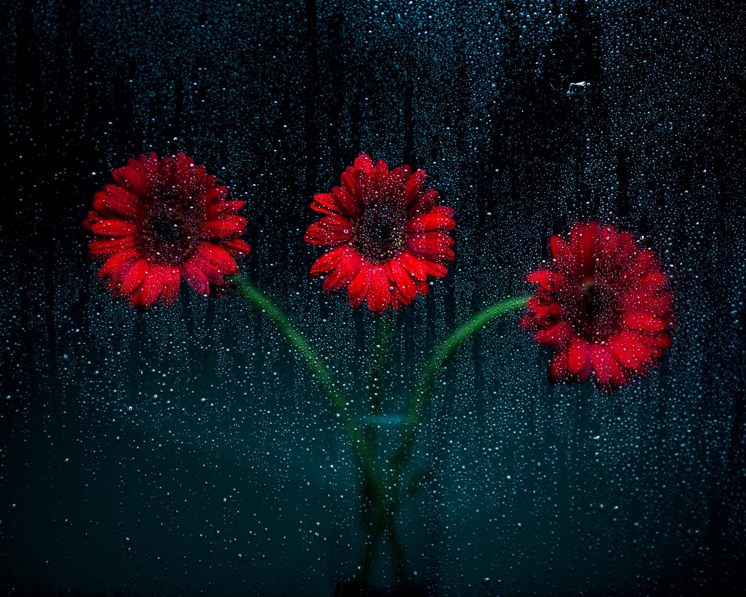 Rainy Day Joanna Tarlet Gauteur