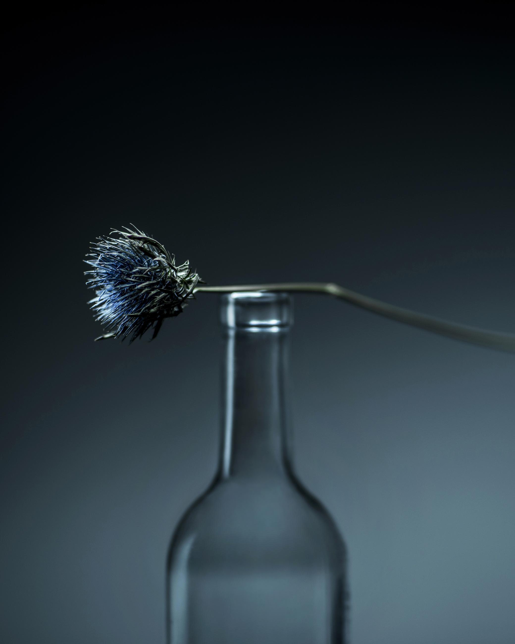 Still Life Joanna Tarlet Gauteur