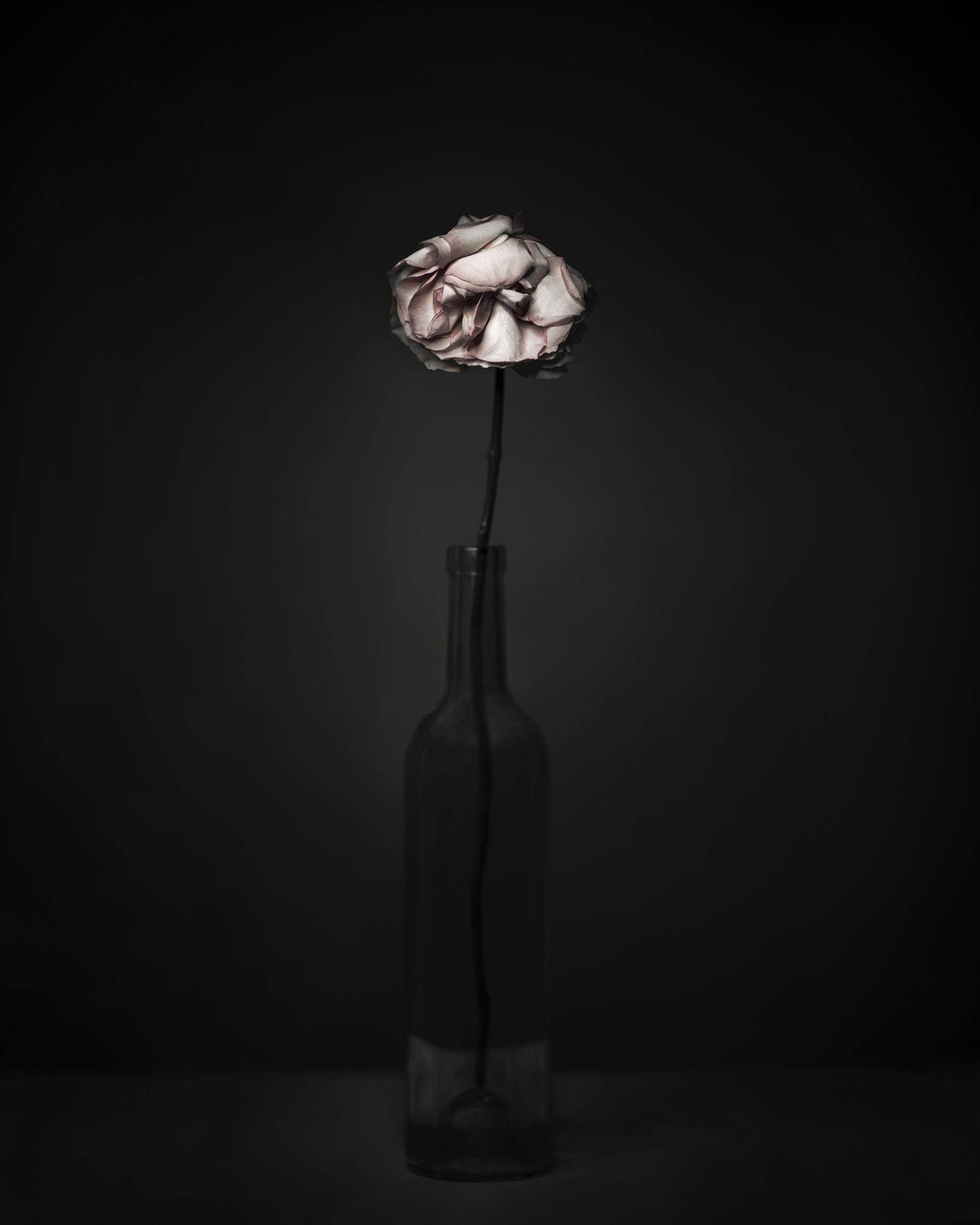 Still Life Joanna Tarlet Gauteur