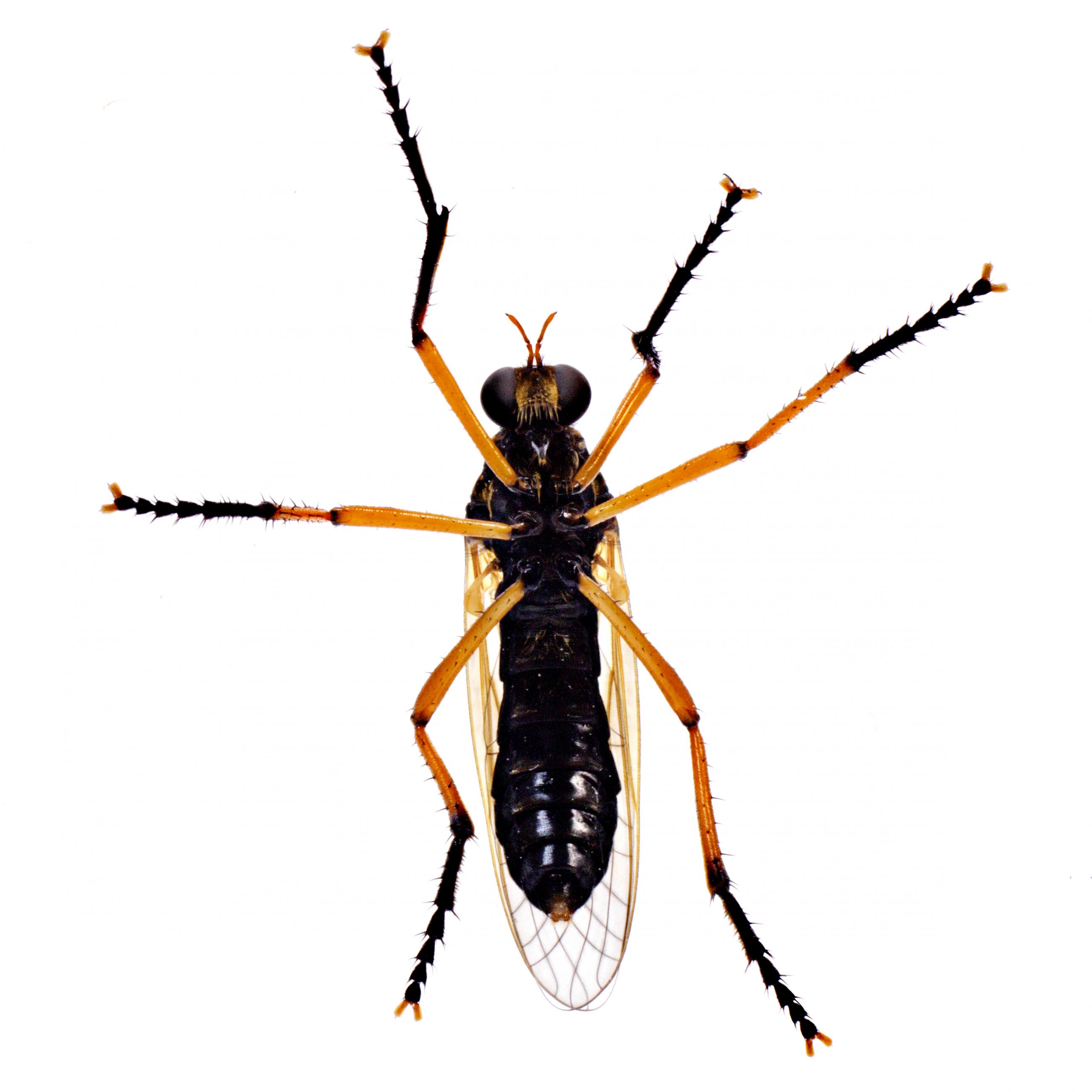 Prélude Laurent Monlaü