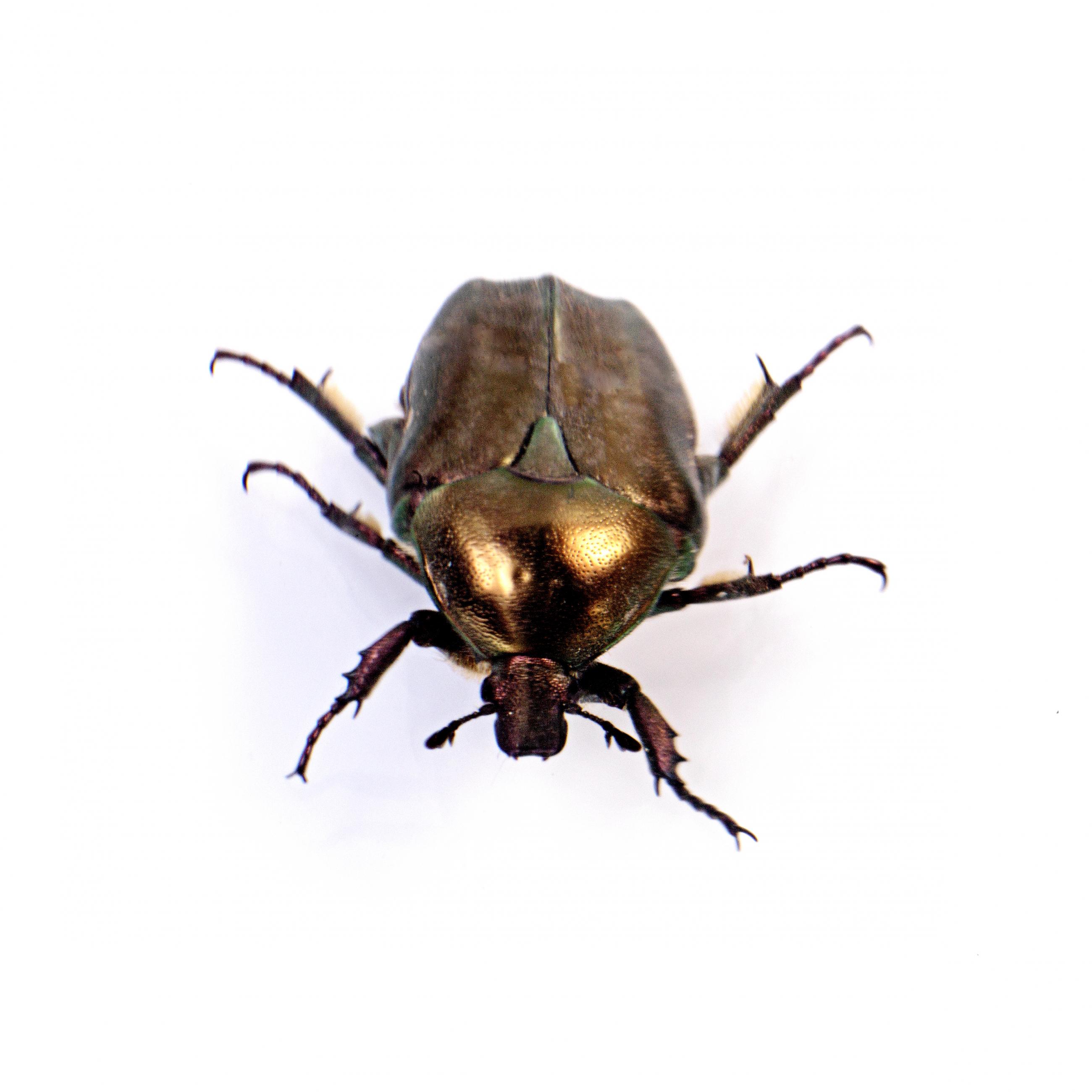 Prélude Laurent Monlaü