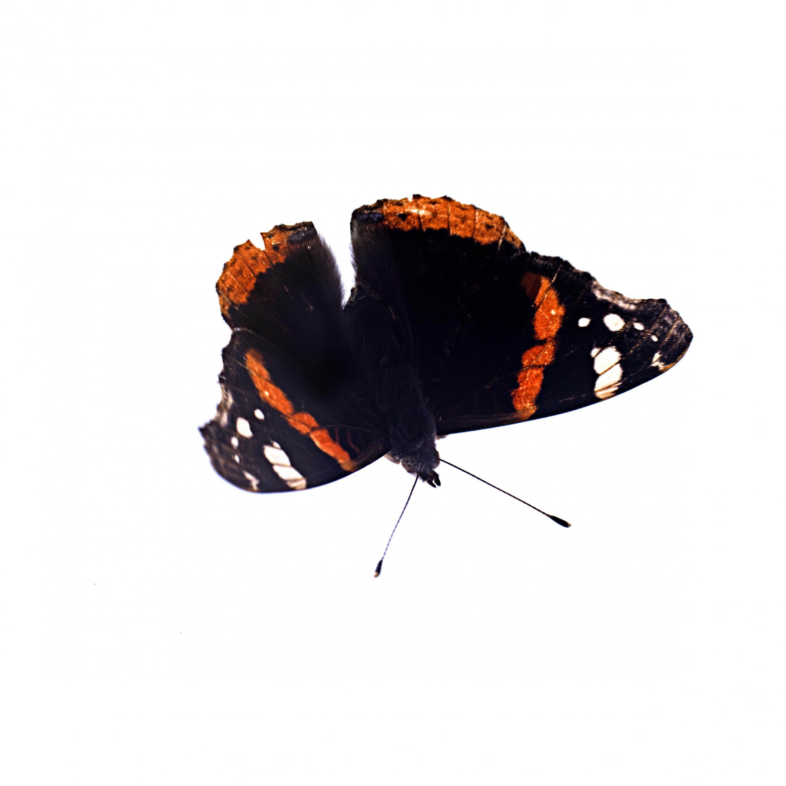 Prélude Laurent Monlaü