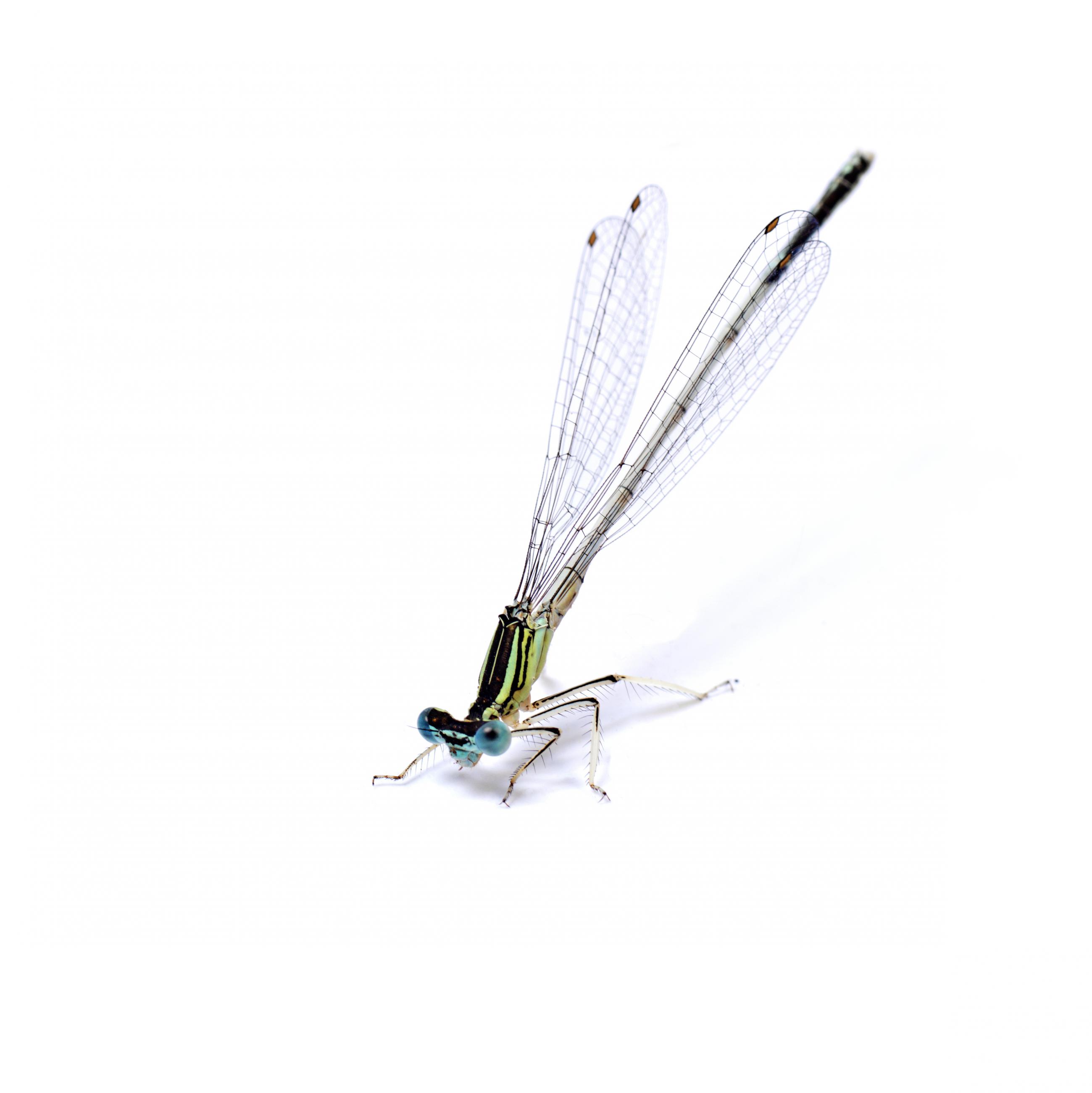 Prélude Laurent Monlaü