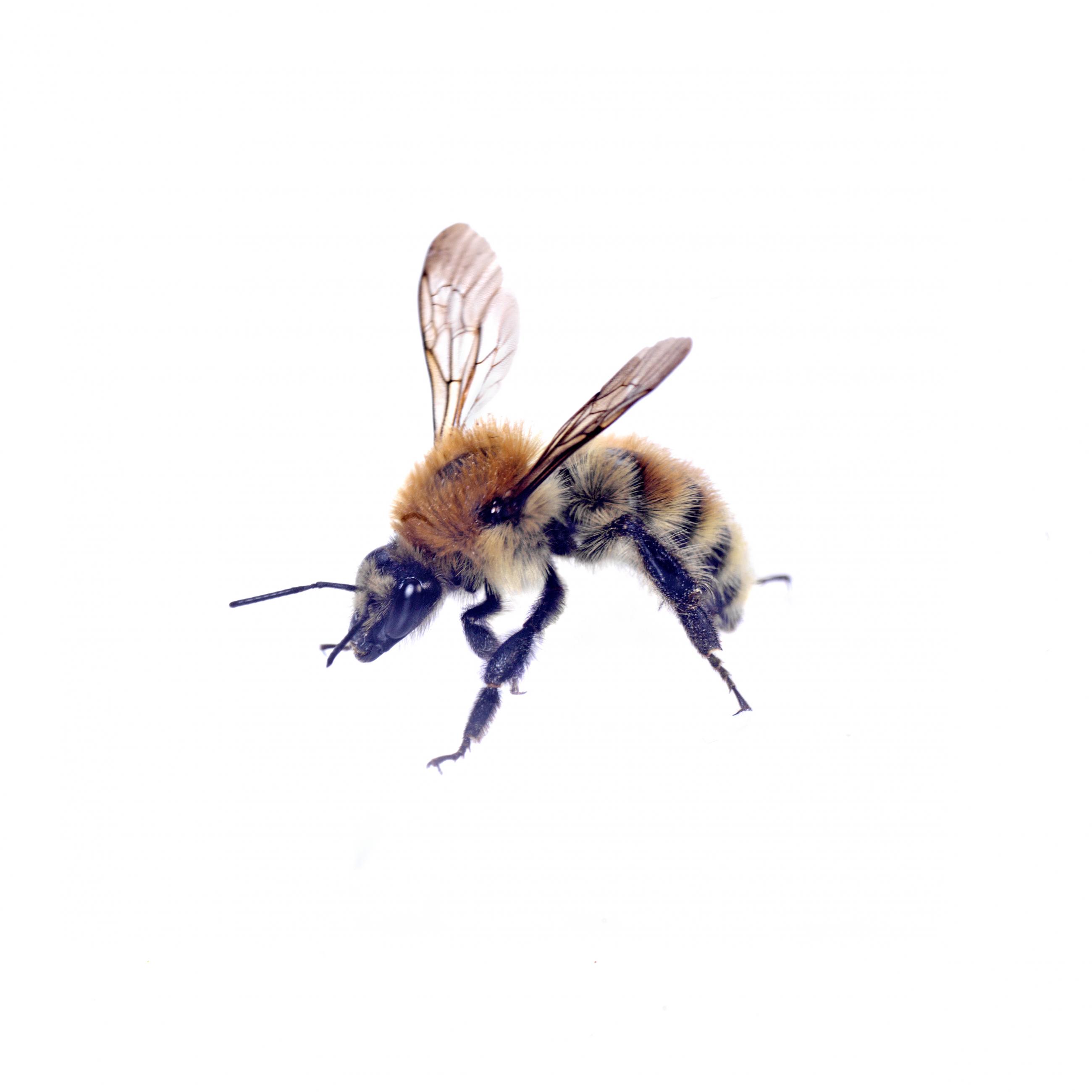 Prélude Laurent Monlaü