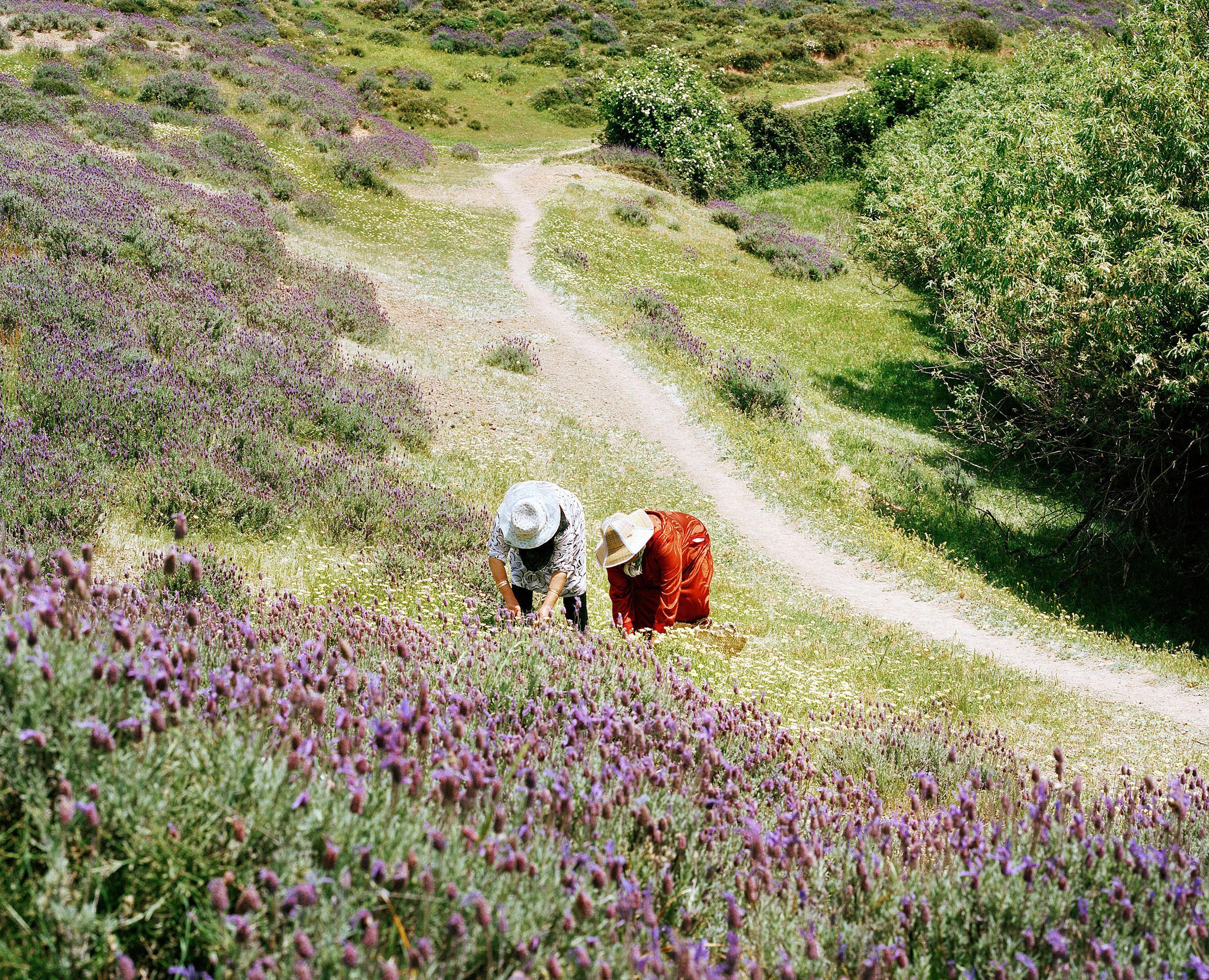 Tout n'est pas si rose Mélanie Bahuon
