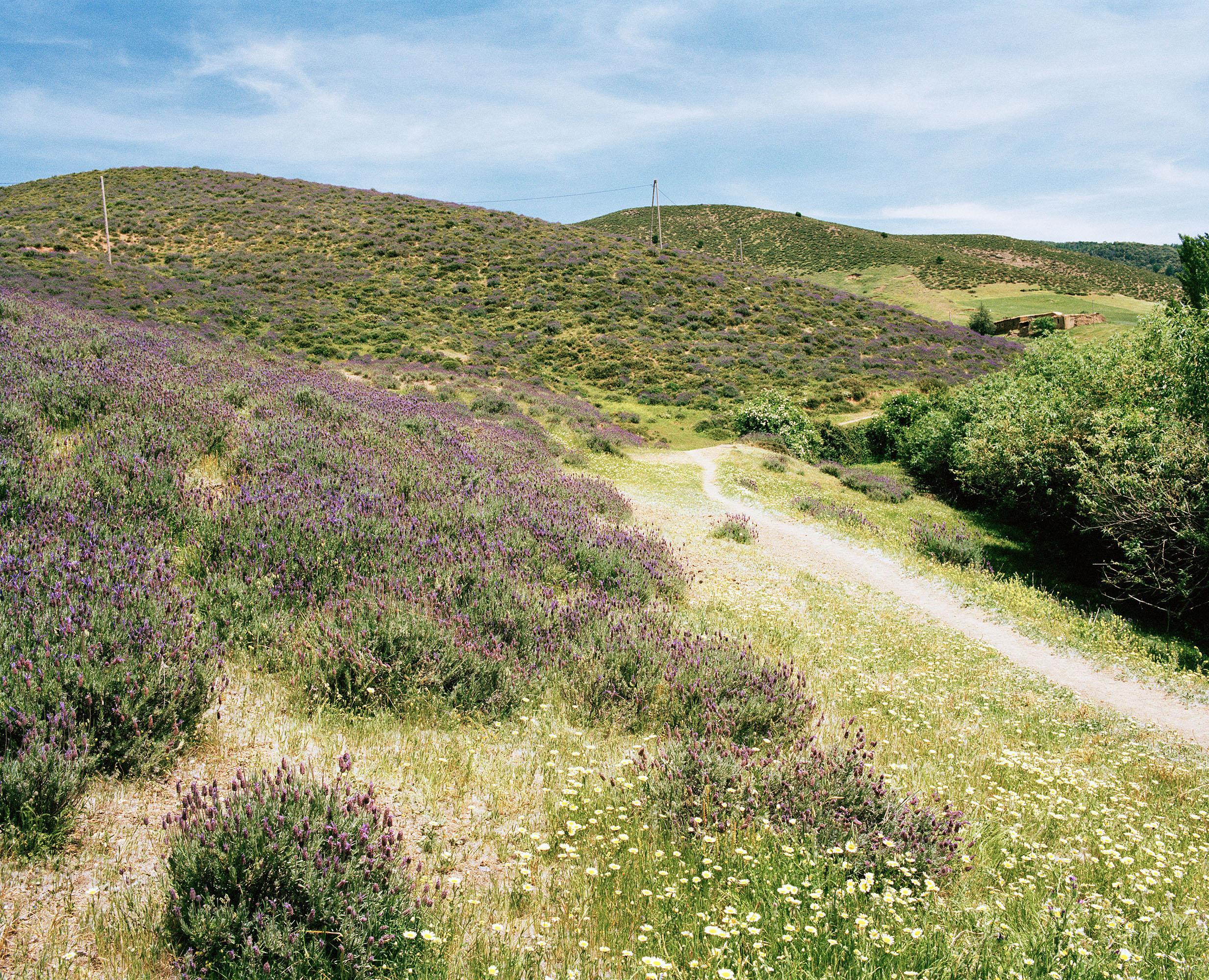 Tout n'est pas si rose Mélanie Bahuon