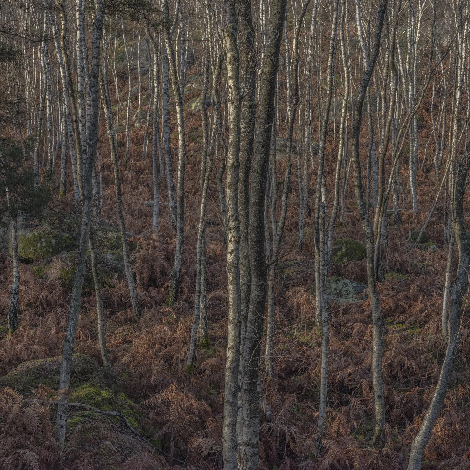 Promontoires du silence Didier Goupy