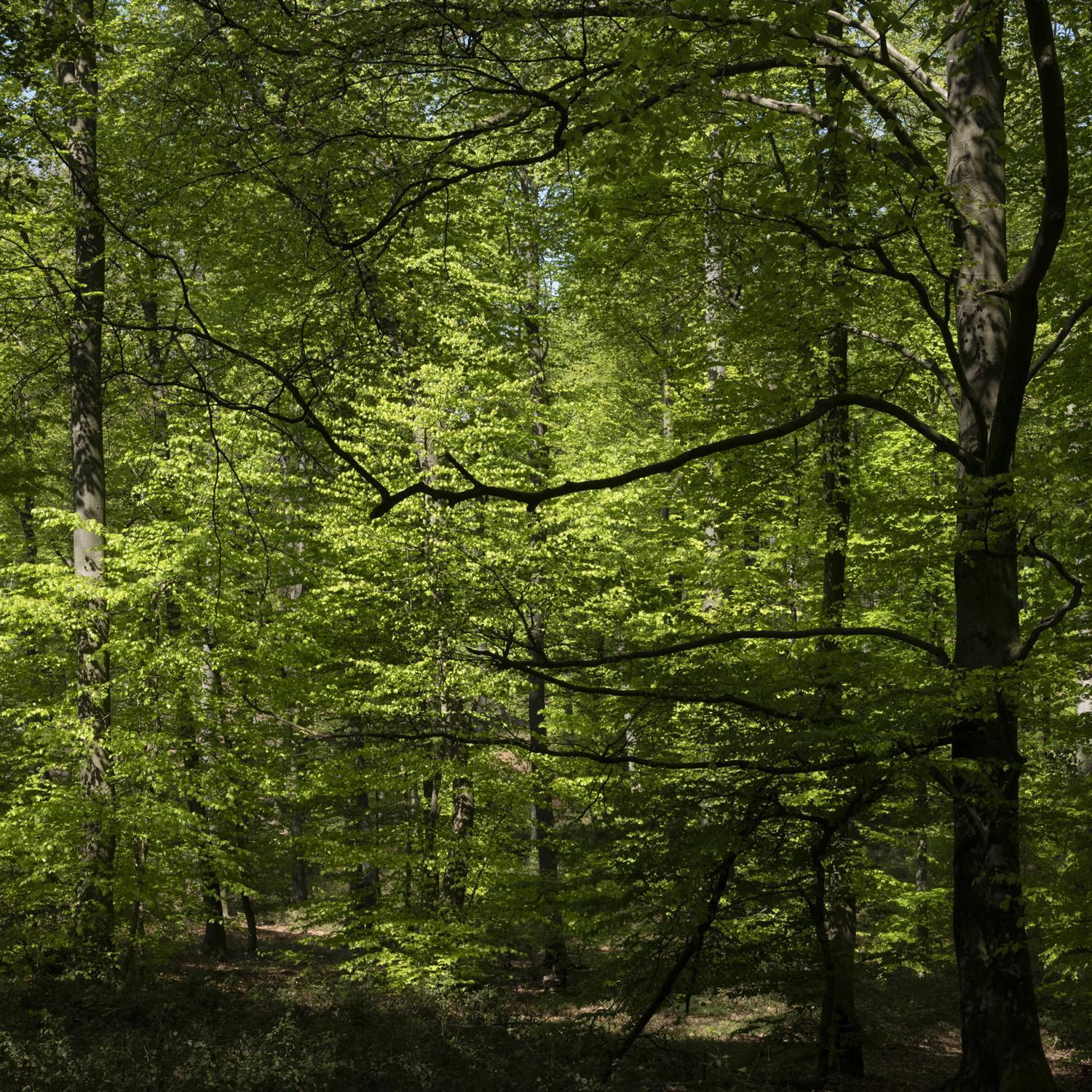 Promontoires du silence Didier Goupy