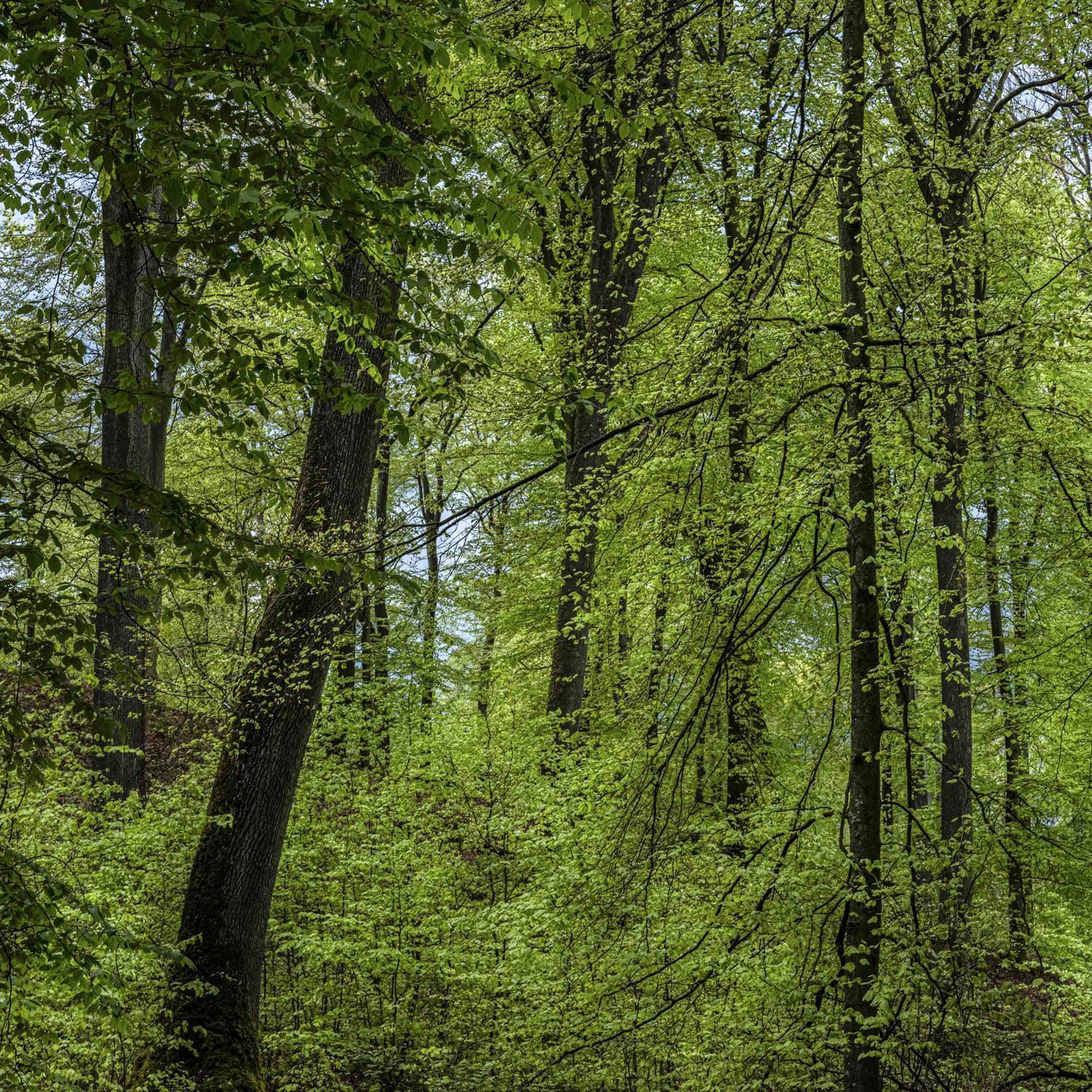 Promontoires du silence Didier Goupy