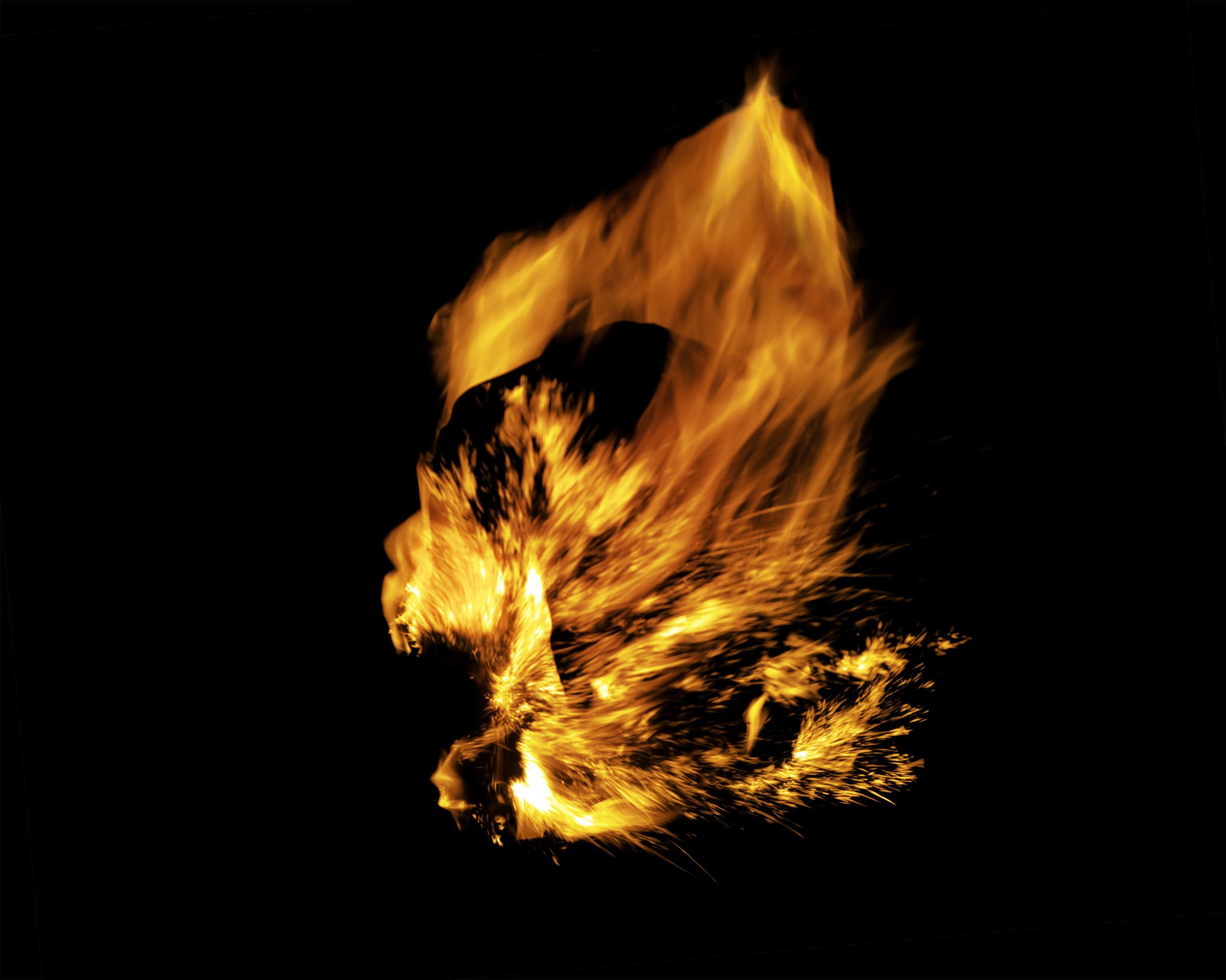 Entre les barbelés Ludovic Alussi