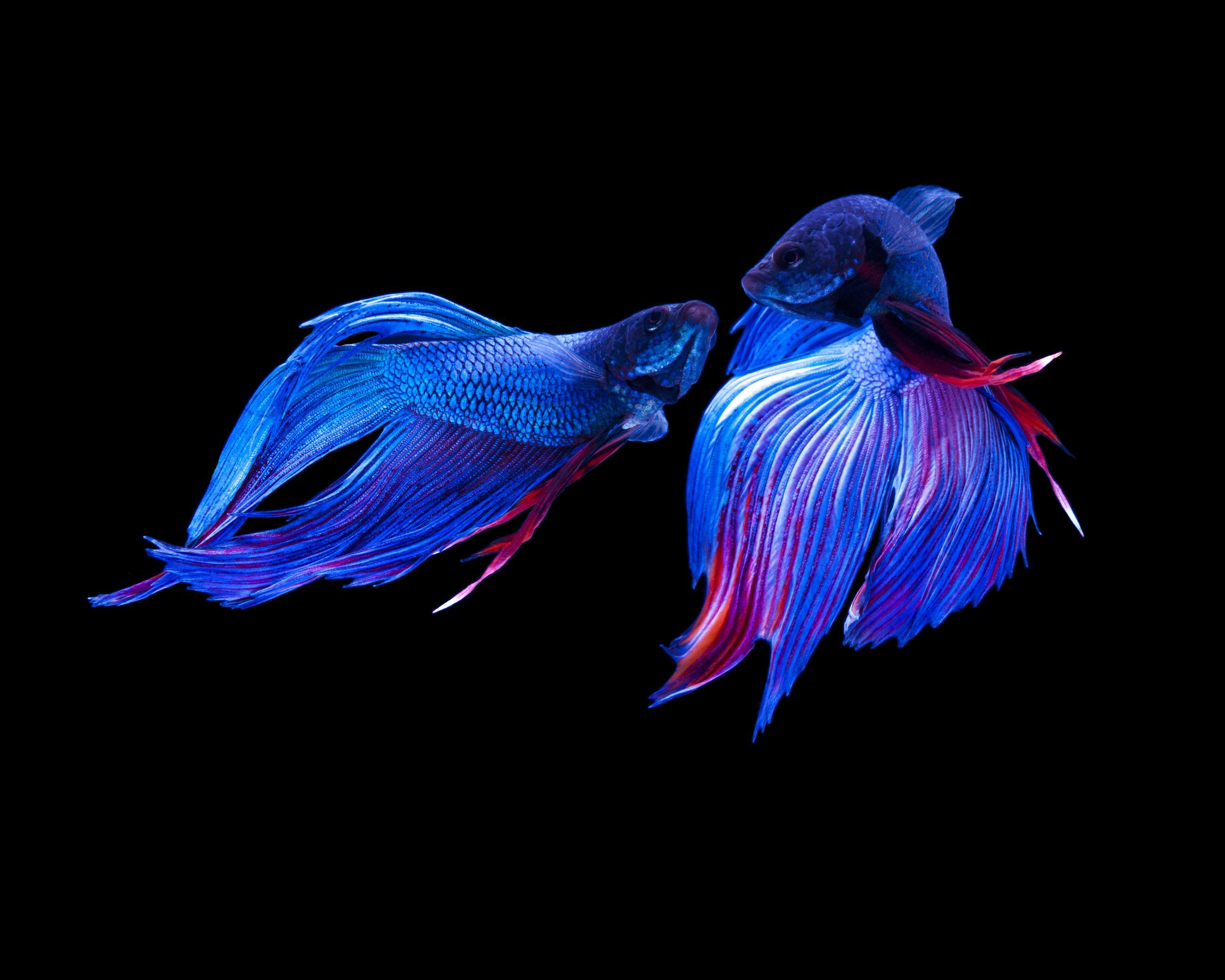 Matières Ludocic Alussi