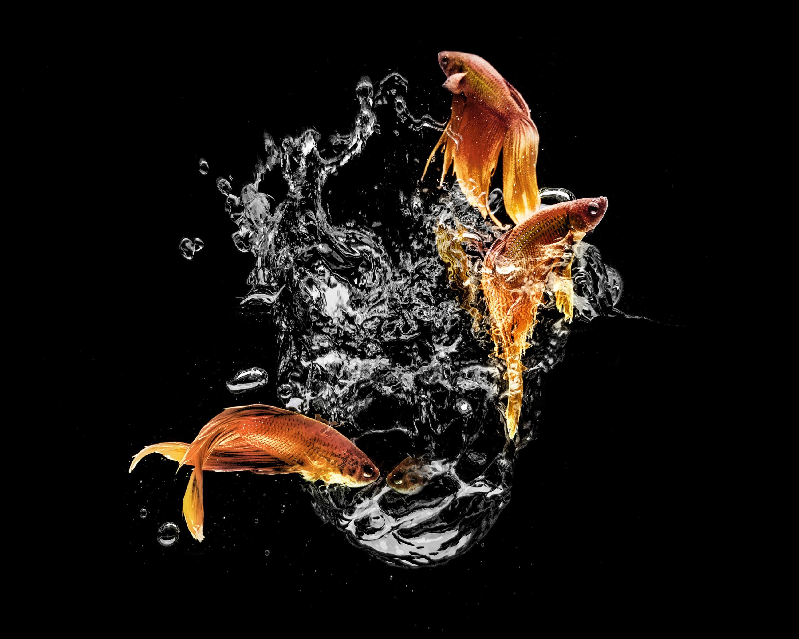 Matières Ludocic Alussi