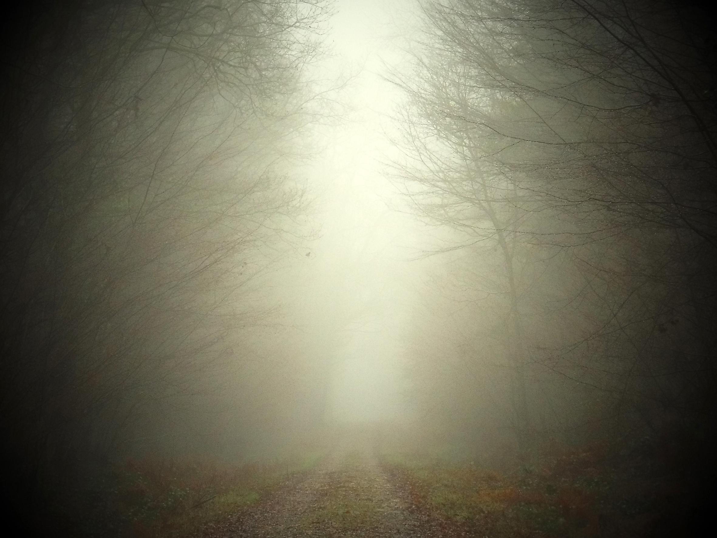 Promenons-nous dans le bois Patrick Bard