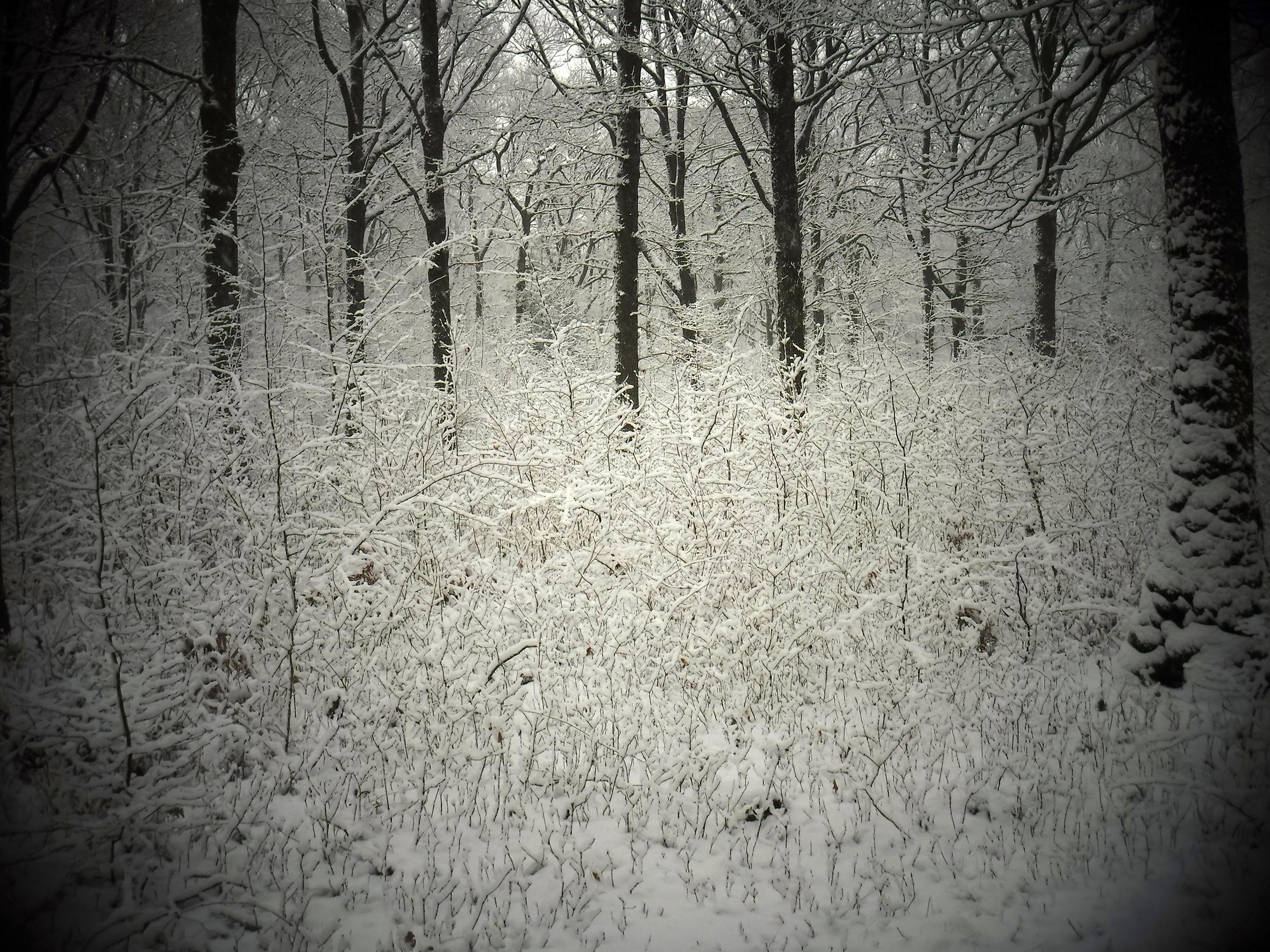 Promenons-nous dans le bois Patrick Bard
