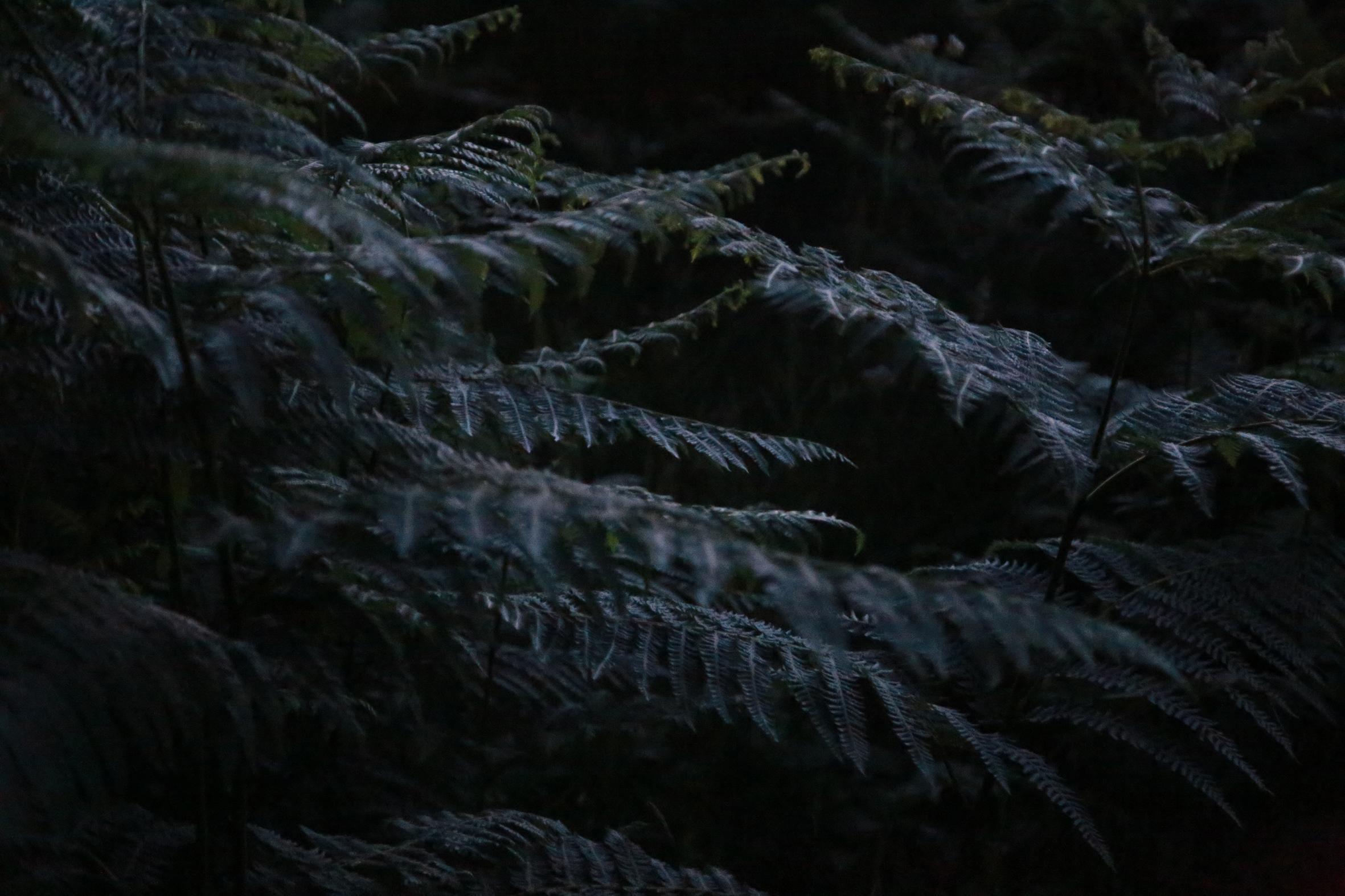 Promenons-nous dans le bois Patrick Bard
