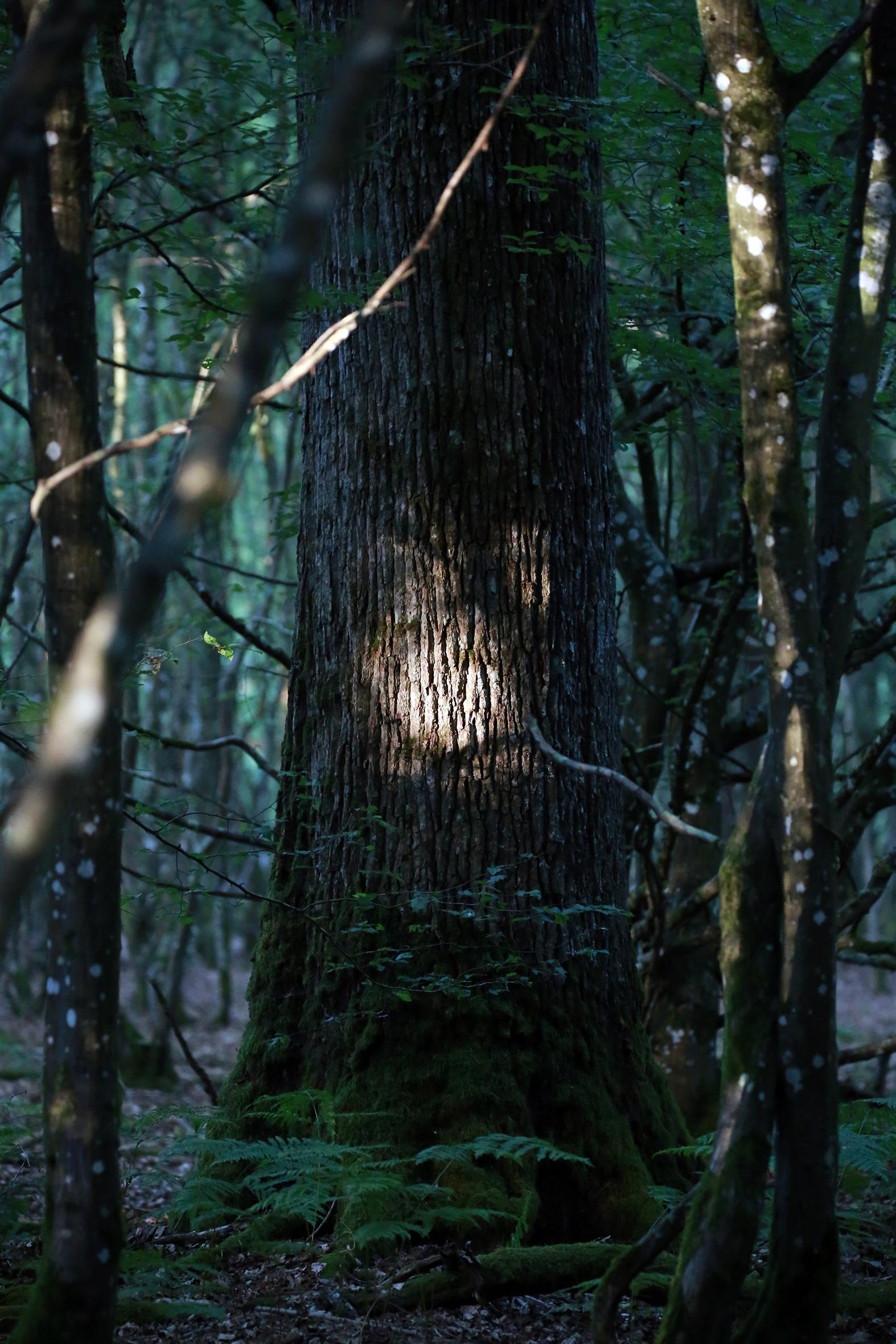 Promenons-nous dans le bois Patrick Bard