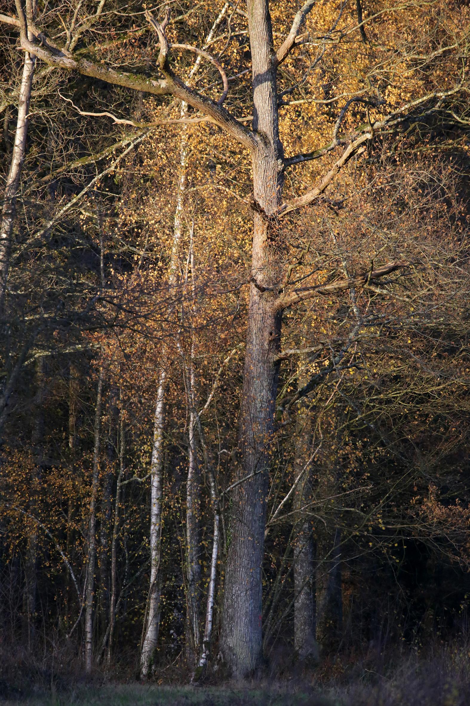 Promenons-nous dans le bois Patrick Bard