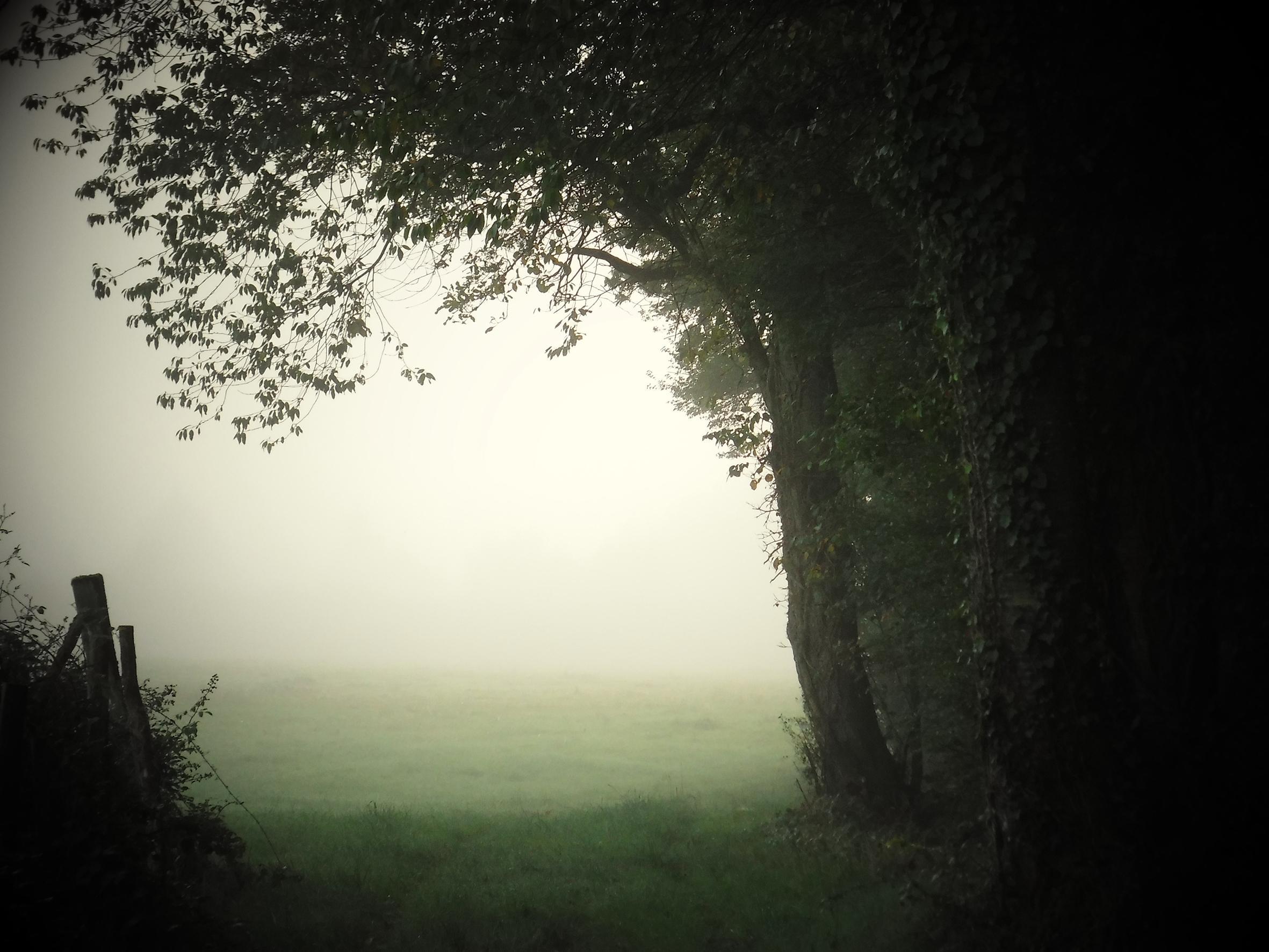 Promenons-nous dans le bois Patrick Bard