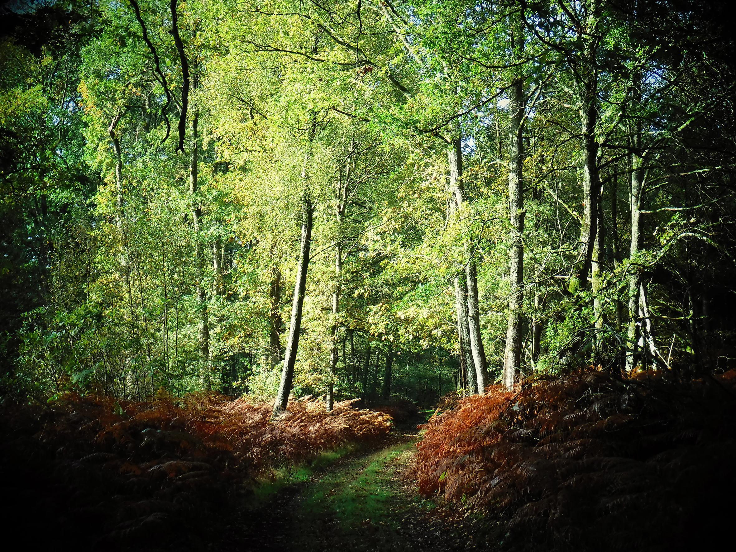 Promenons-nous dans le bois Patrick Bard