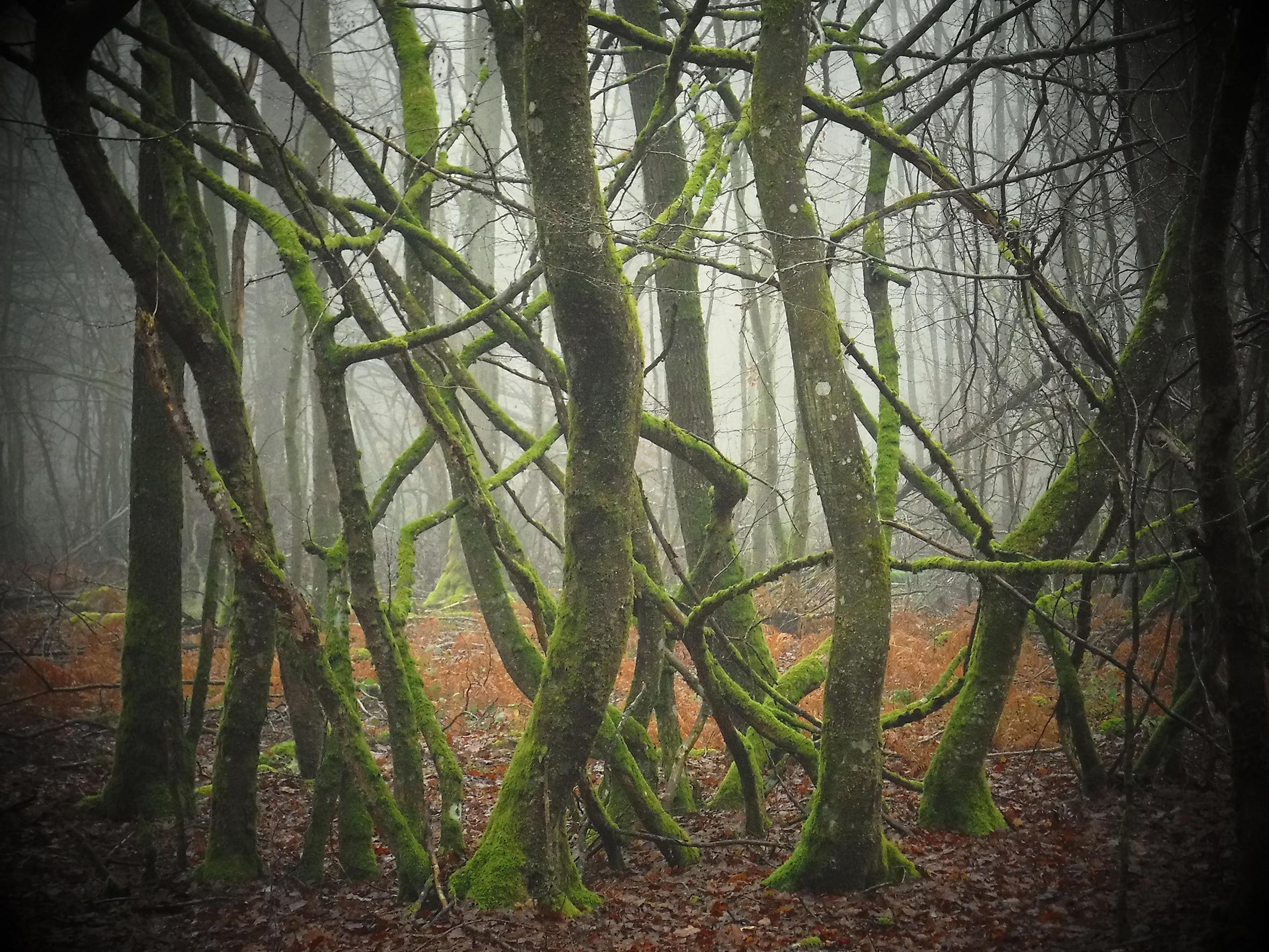 Promenons-nous dans le bois Patrick Bard