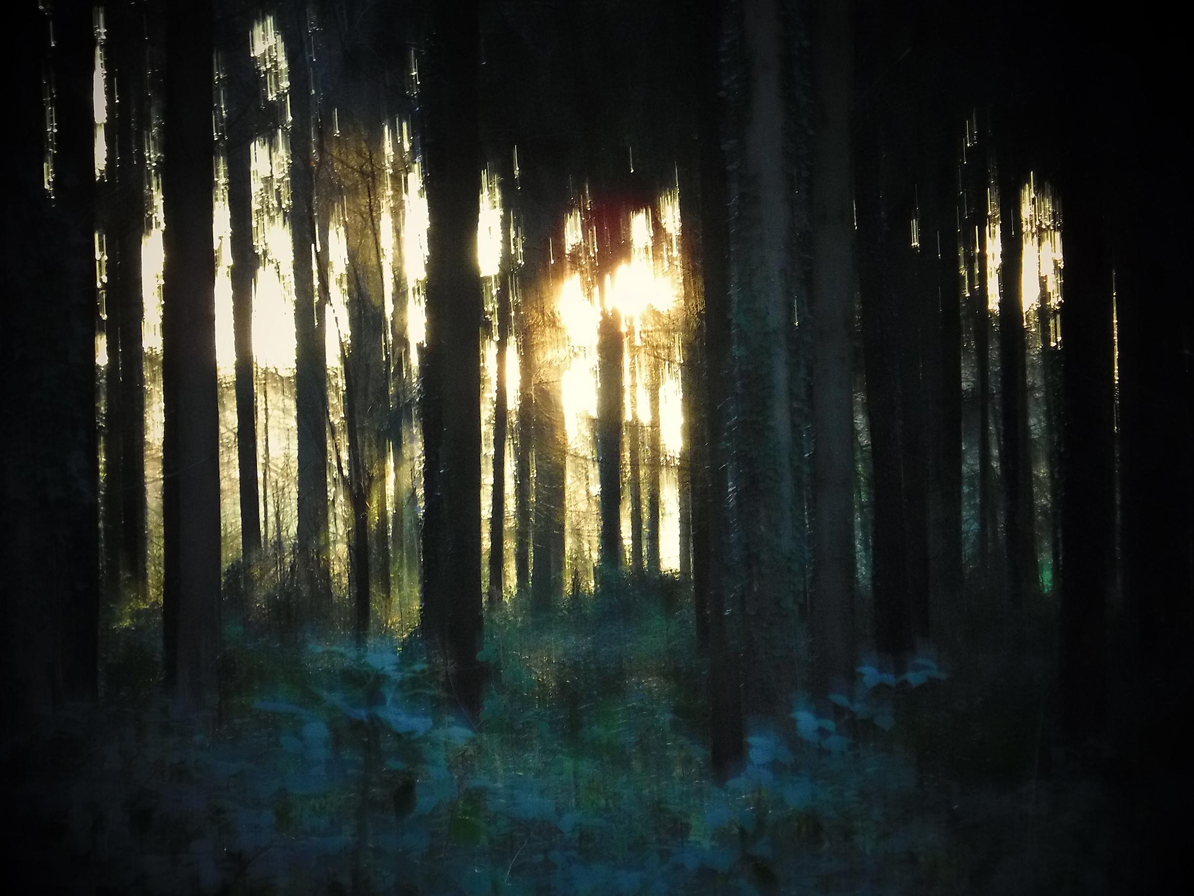 Promenons-nous dans le bois Patrick Bard