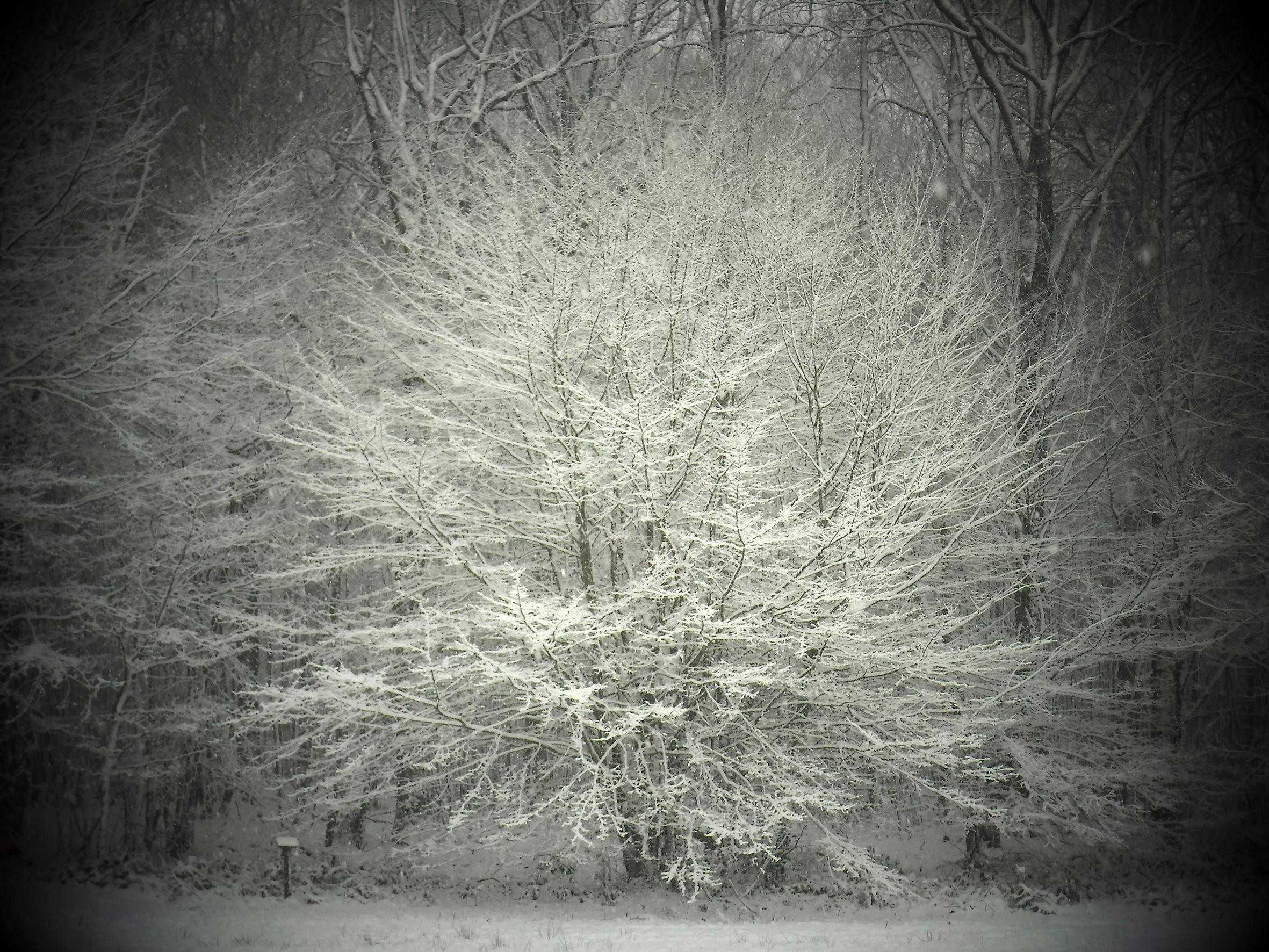 Promenons-nous dans le bois Patrick Bard