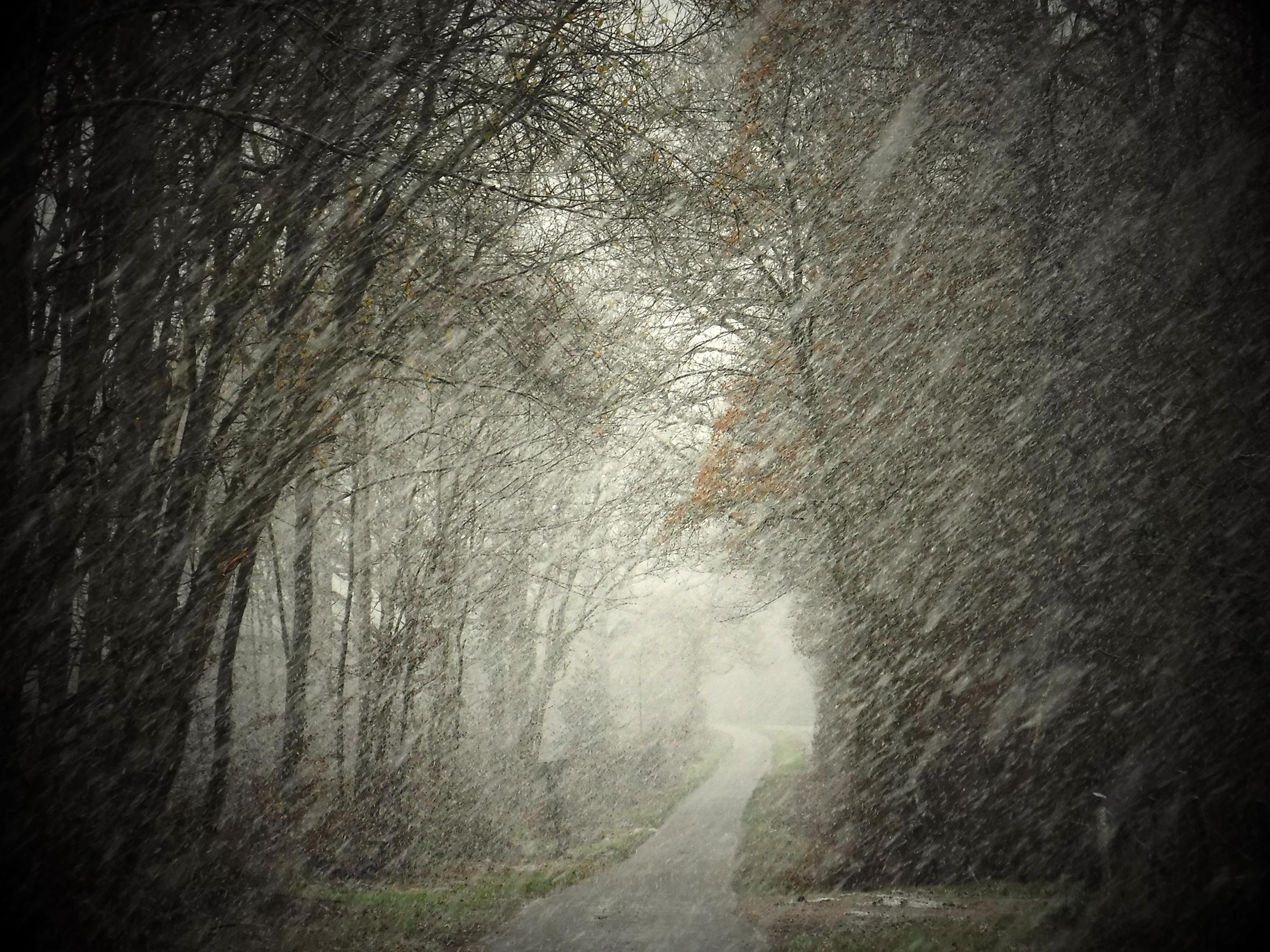 Promenons-nous dans le bois Patrick Bard